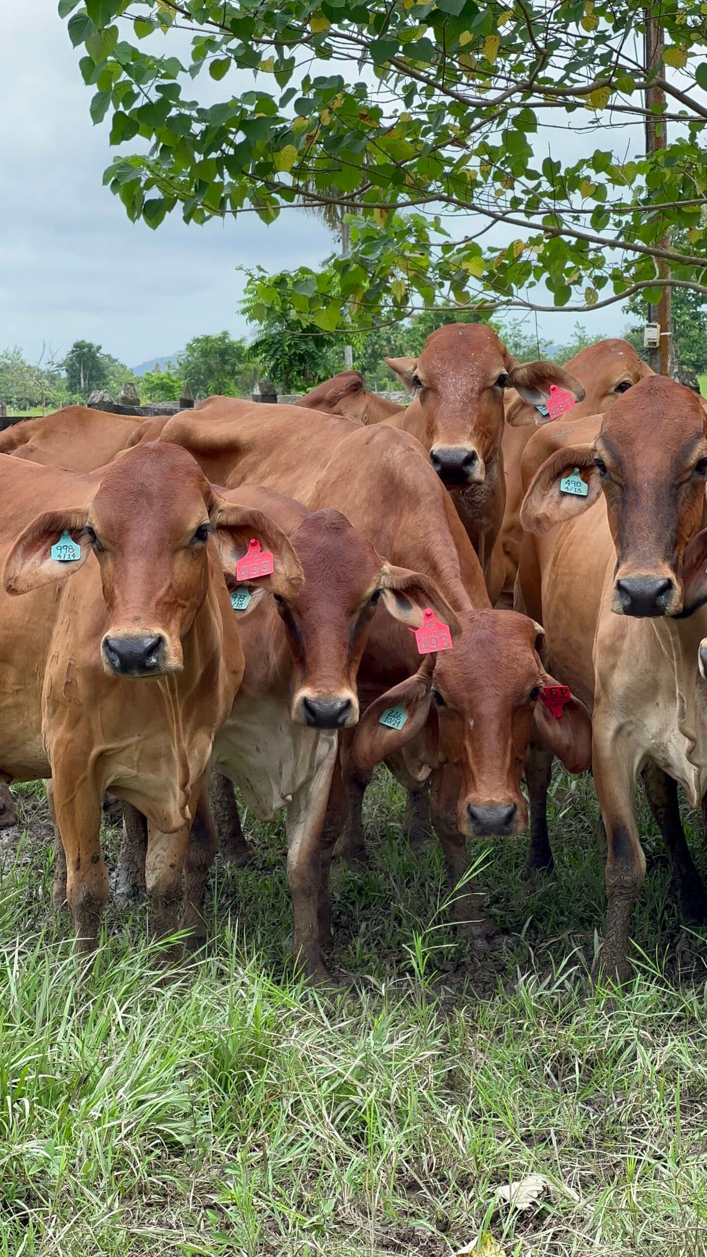 F1 JERSEY X GYR🐮PREÑDAS DE GYR PURO!!! GANADO SUMAMENTE ESCASO!!! EXTRAORDONARIAS NOVILLAS F1 JERSEY X GYR LECHERO. HIJAS DE VACAS JERSEY EN EL ORIENTE ANTIOQUEÑO!!! Y LOS MEJORES — 1