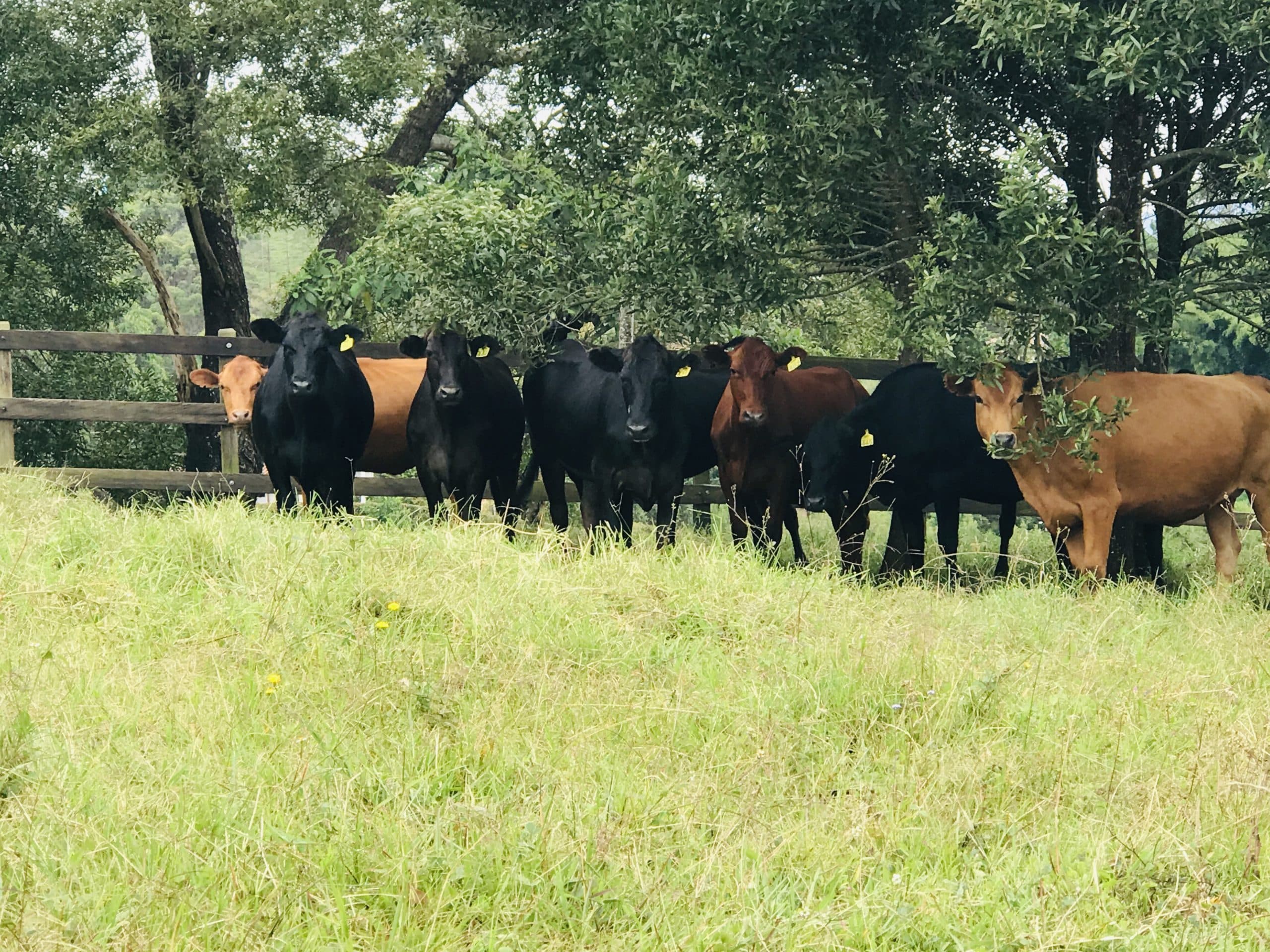 EXTRAORDINARIAS NOVILLAS F1 SENEPOL X ANGUS PREÑADAS DE TORO CHAROLAISE — 1