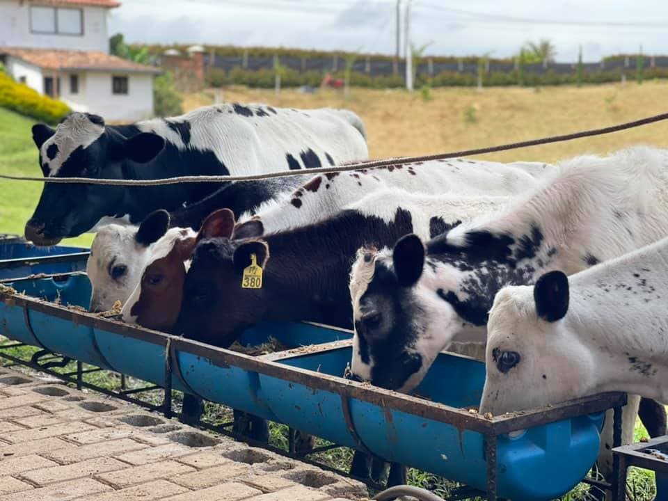 TERNERAS EXTRAORDINARIAS F1 BON X HOLSTEIN