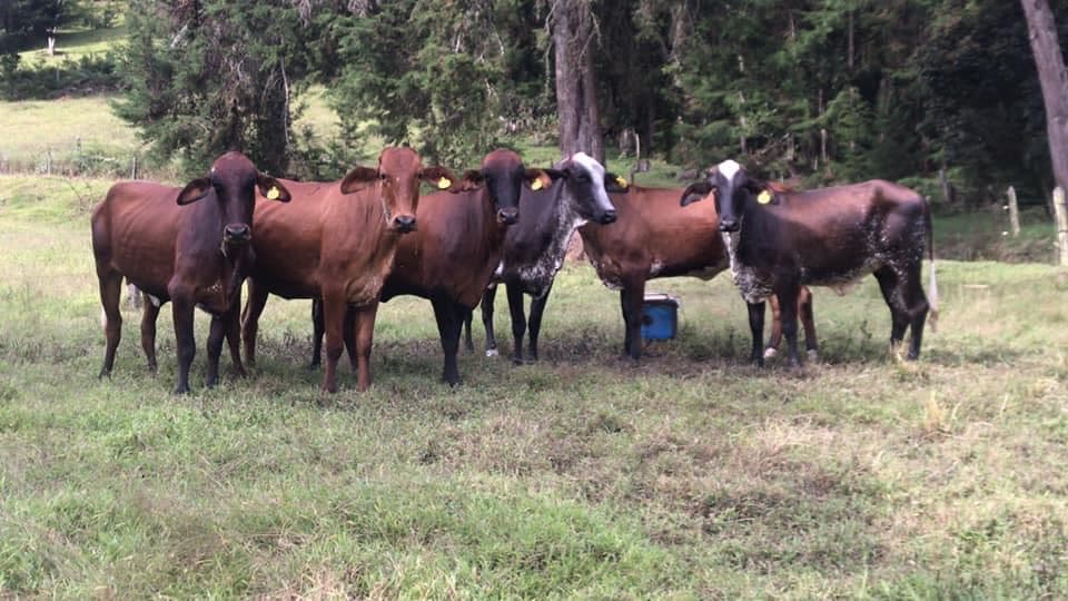 GYRSHIRE GYR LECHERO X AYRSHIRE PREÑADAS