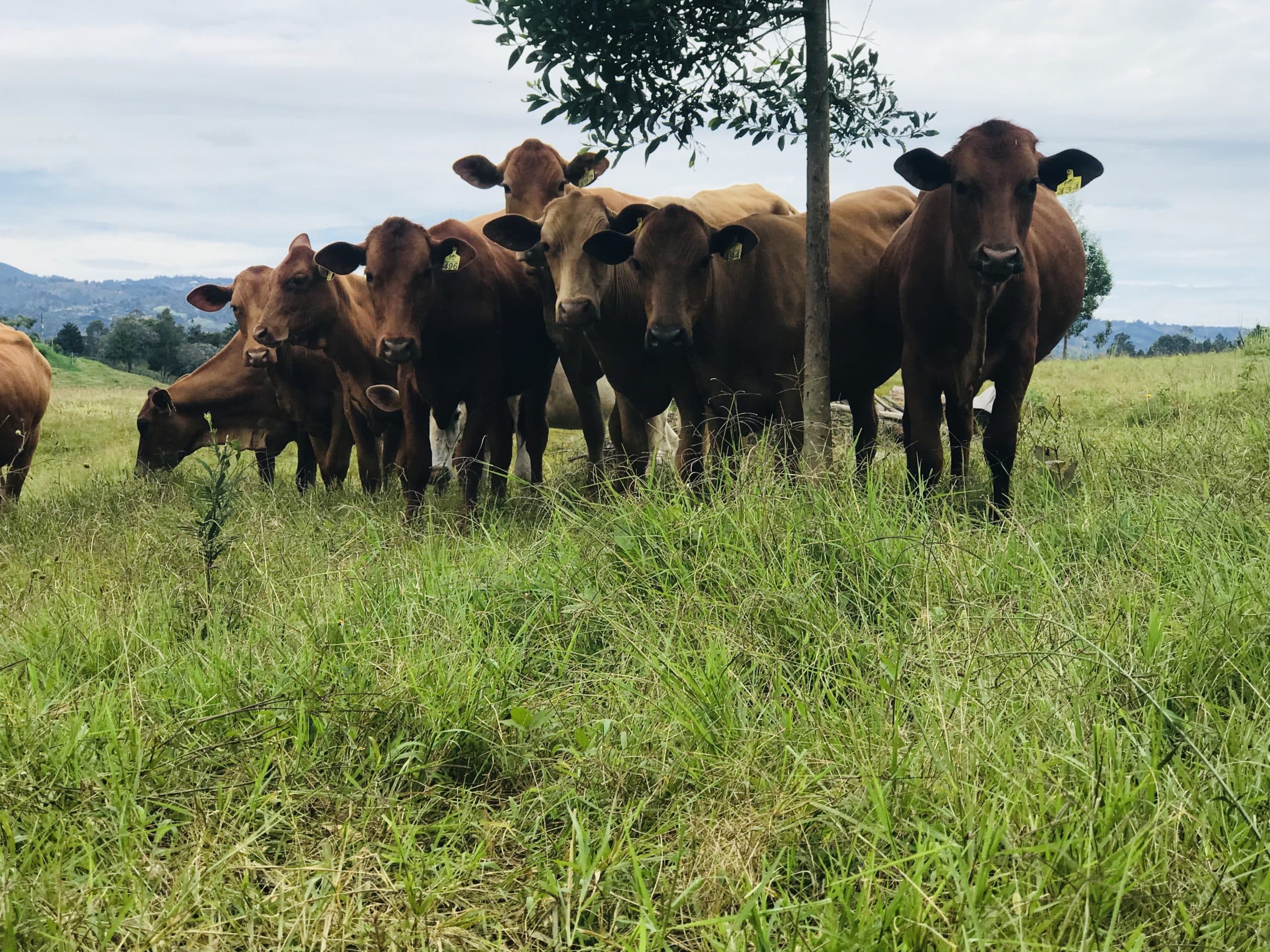 EN VENTA EXCELENTE PIE DE CRIA F1 SENEPOL X BRAHMAN ROJO