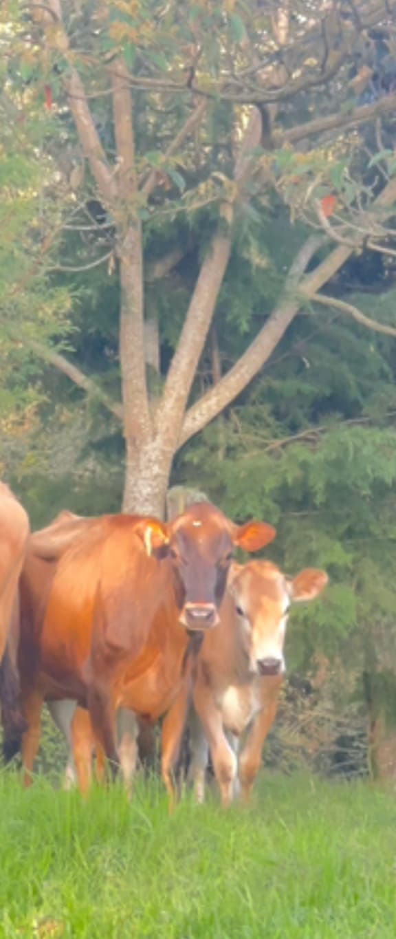 NOVILLAS JERSEY LISTAS PARA SER PROGRAMADAS CON TORO, CON MONTA NATURAL, INSEMINARLAS O COMO RECEPTORAS EN PROGRAMAS DE TRANSFERENCIA DE EMBRIONES!!! TAMAÑO, PESO, PRESENTACION Y C — 1