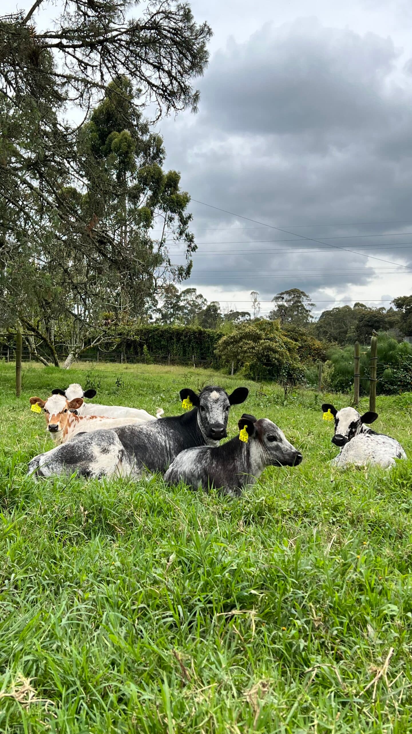 14 BON X HOLSTEIN DE 5 A 8 MESES DE EDAD — 1
