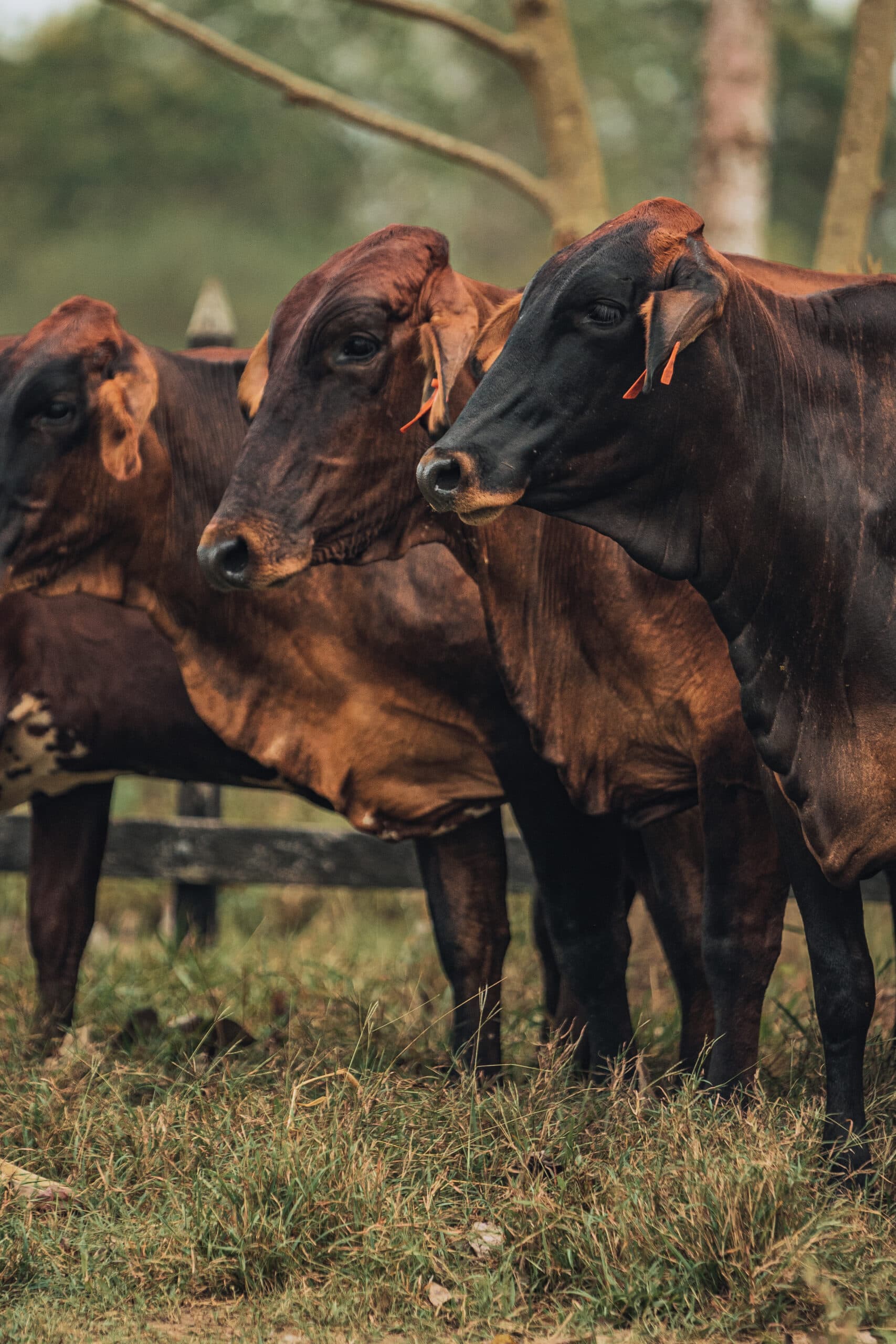 GYRSHIRE Y SUS PRINCIPALES CARACTERISTICAS EN EL TROPICO BAJO COLOMBIANO El Gyrshire se caracteriza por una alta producción de leche, excelente conformación de ubres, fertilidad, r — 1