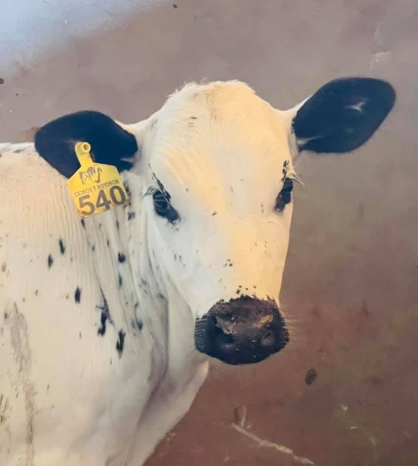 TERNERAS EXTRAORDINARIAS F1 BON X HOLSTEIN — 1