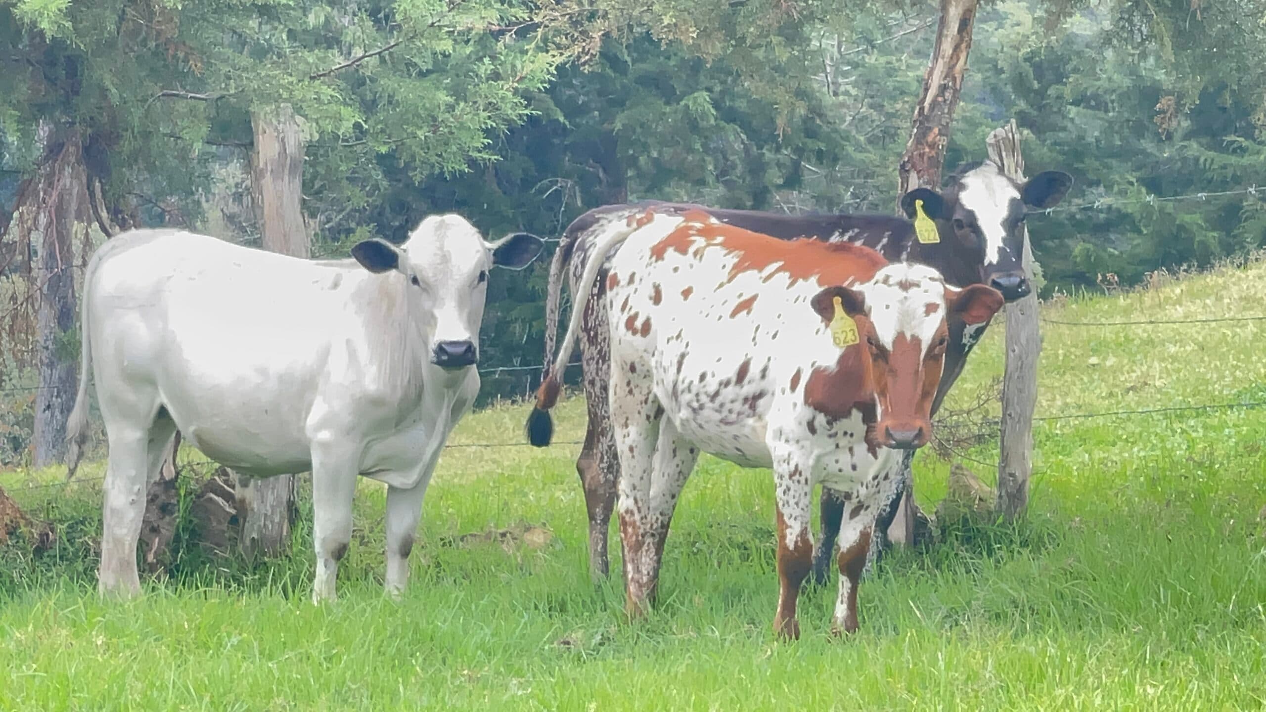 BON BLANCOREJINEGRO🔝💯 Disponibles extraordinarias Novillas f1 BON X AYRSHIRE BON X HOLSTEIN NEGRO Y TORETE BON PURO. Todos Hijos Gen pelo corto — 1