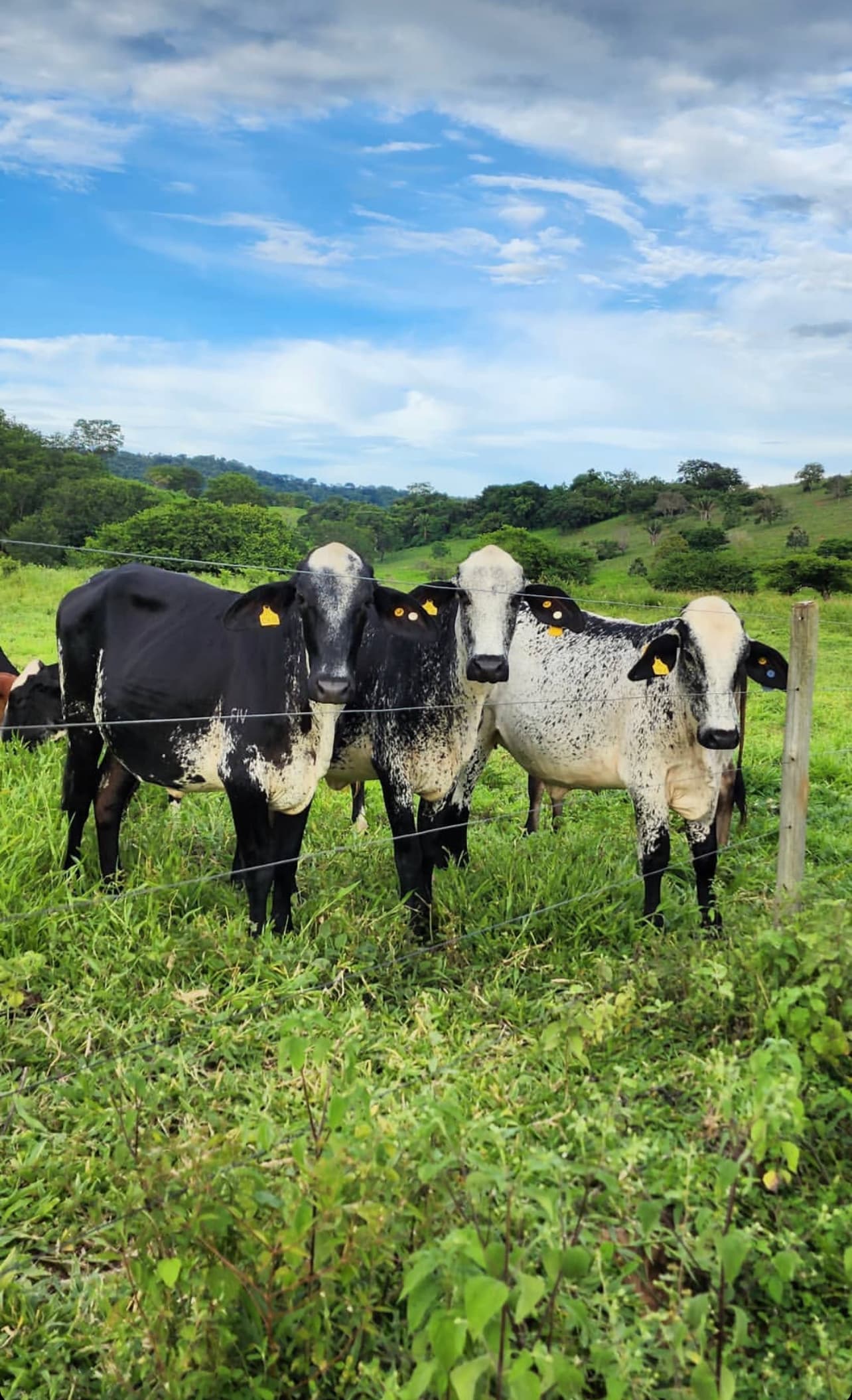 EN VENTA EXTRAORDINARIAS TERNERAS F1 GIROLANDAS DESTETAS DE 250 KGS HOMOGENEIDAD, en la Clase, Tamaño, Color y Desarrollo… Lote de excelentisima Calidad, novillas GIROLANDAS hijas — 1