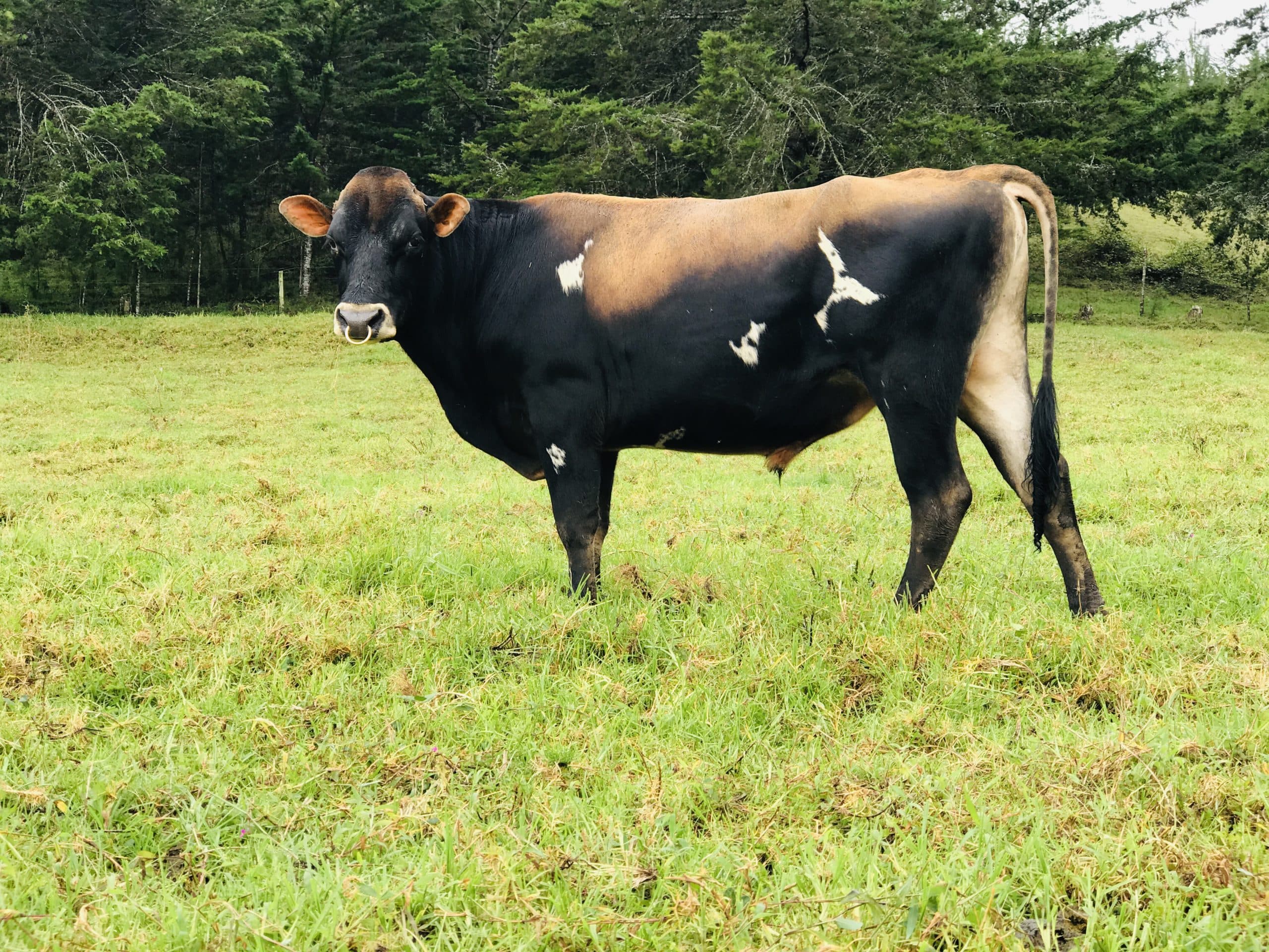 EXTRAORDINARIO TORETE JERSEY PURO HIJO DE TEQUILA