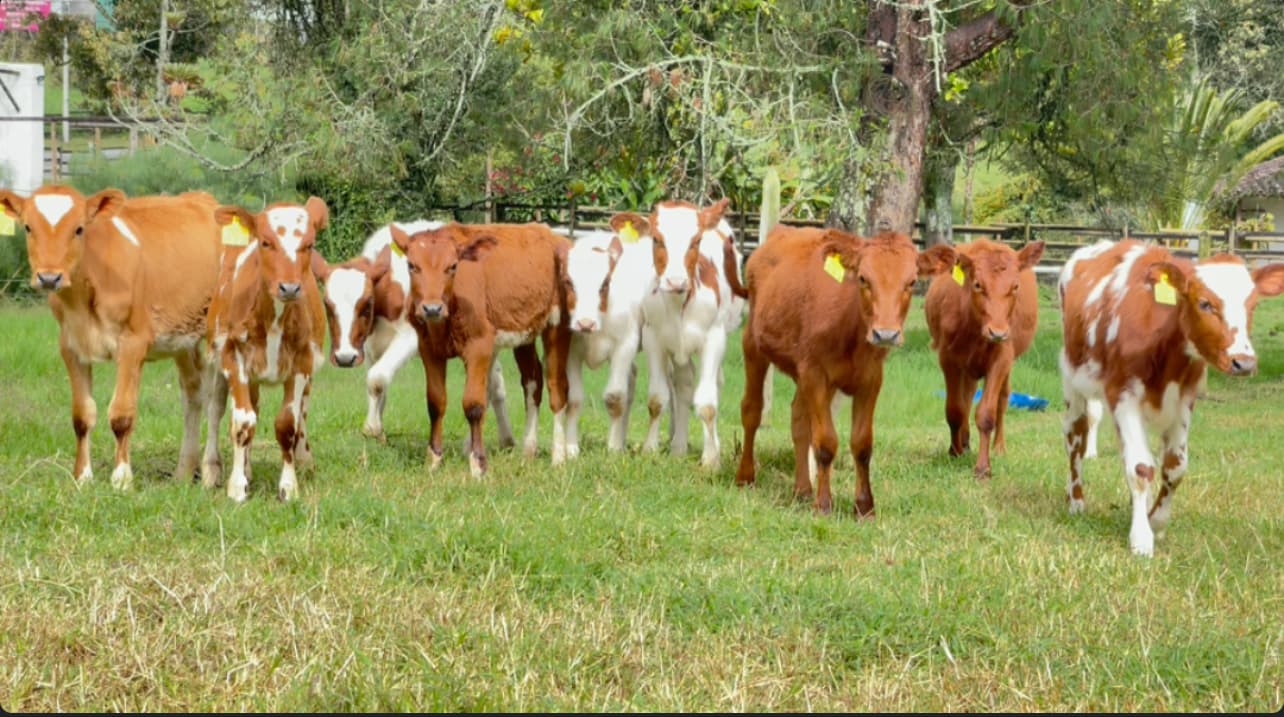 AYRSHIRE DE CRIA Y PARA CRIA, EXCELENTE LOTE DE HEMBRAS DE LEVANTE CONCEBIDAS POR INSEMINACION ARTIFICIAL, CON MADRES CON PRODUCCIONES EN PROMEDIO DE 28 LITROS… HEMBRAS DE LEVANTE