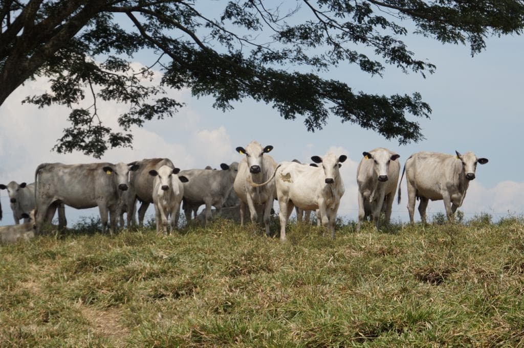 VENTA DE NOVILLAS BON X HOLSTEIN — 1