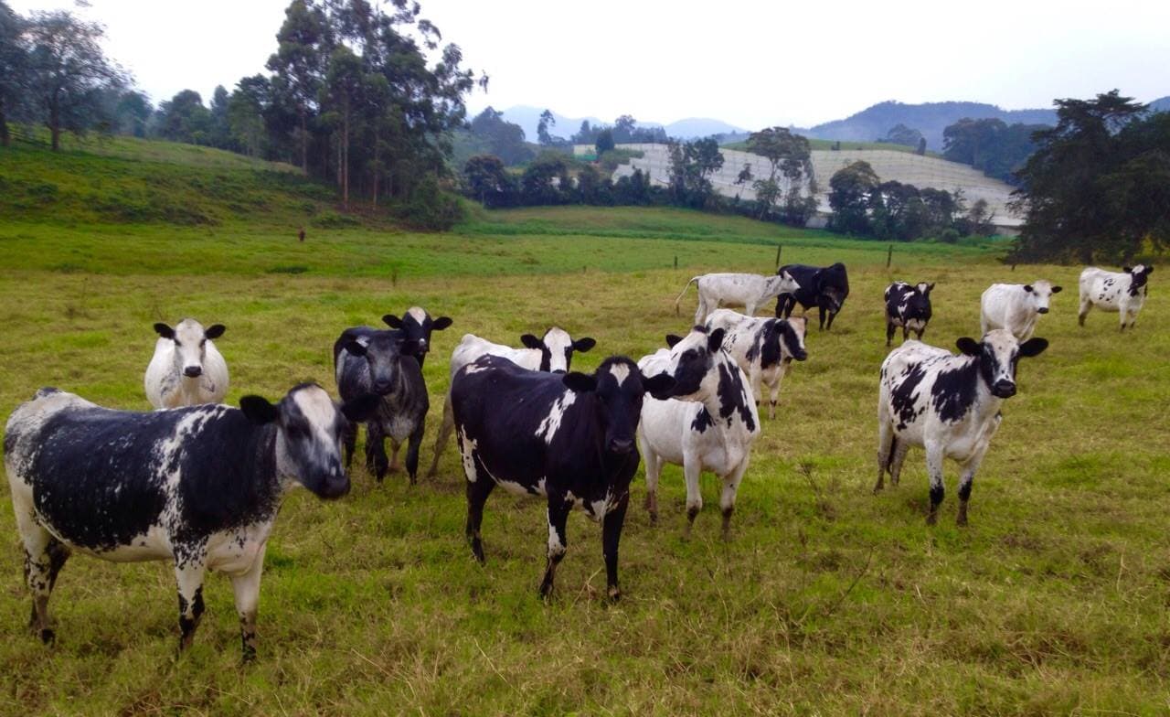 EN VENTA️ NOVILLAS F1 BON X HOLSTEIN GANADOS ORGULLOSAMENTE COLOMBIANOS .CRUAZAMIENTOS CON INUNERABLES VIRTUDES Y BONDADES… 7 HL BON X HOLSTEIN 1 HL BON X AYRSHIRE 1 TORETE BON PUR — 1