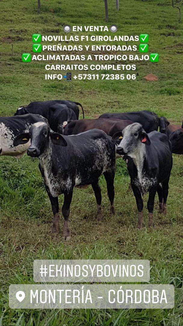 EXTRASSSS!!!GIROLANDAS PREÑADAS EXTRAORDINARIO LOTE DE NOVILLAS PREÑADAS Este lote se paso de bueno y extraordinario por su HOMOGENEIDAD, en la Clase, Tamaño, Color y Desarrollo… L