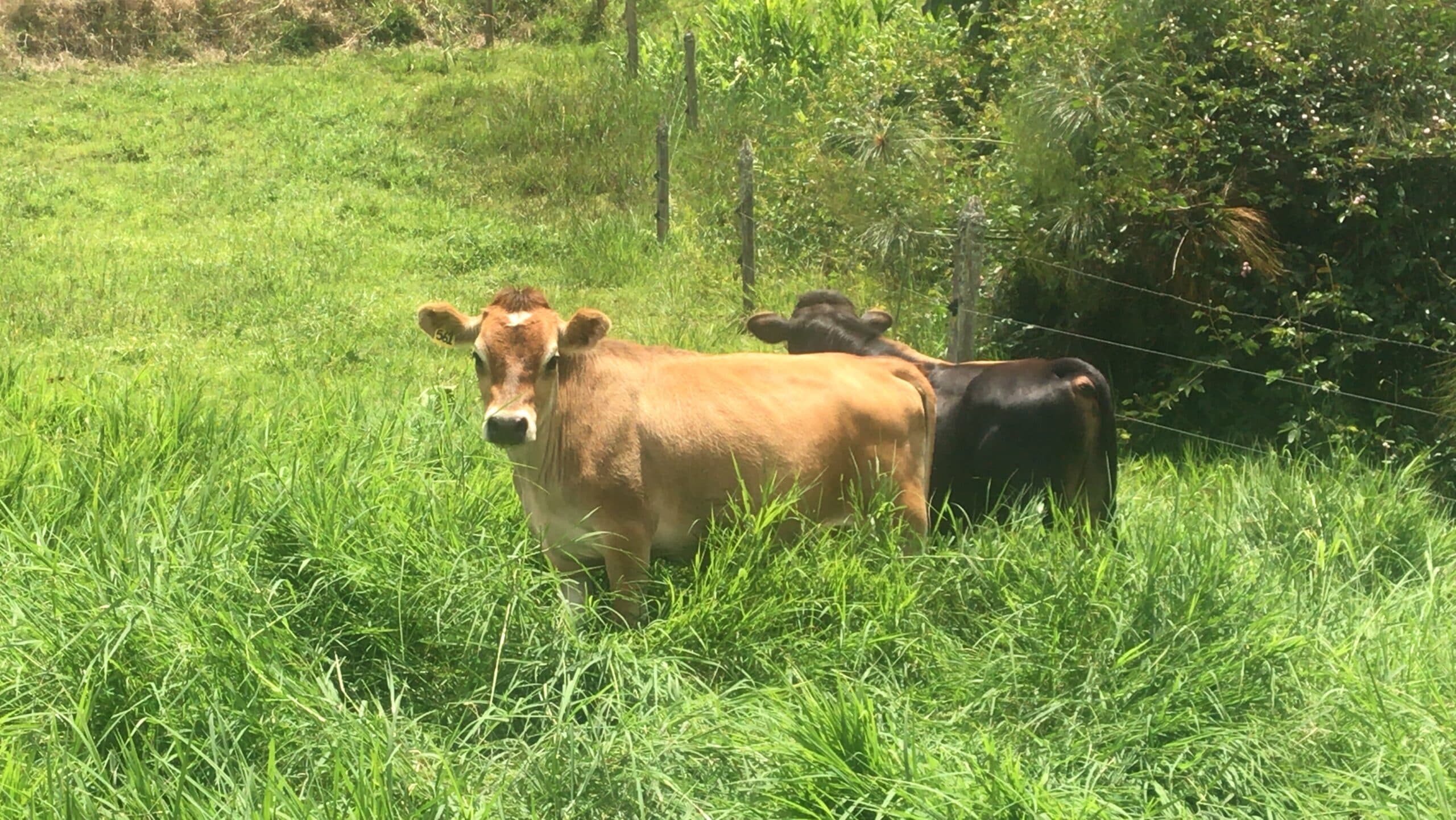 FAMILIA DE VAQUITAS MINIATURA EN VENTA!!! 2 VAQUITAS (1 al PARIR Y LA OTRA DE 6 MESES DE PREÑEZ) 1 TORO-TORO COMPROBADO QUE TRANSMITE RASGOS DE PATURRO. TODAS PREÑADAS DE TORITO PA — 1