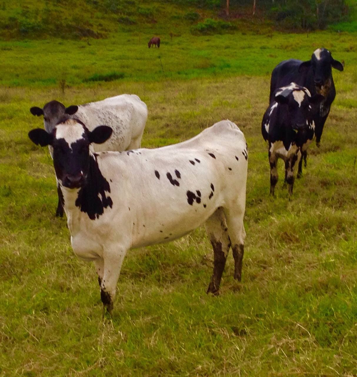 BON X HOLSTEINDISPONIBLES HEMBRAS DE LEVANTE F1 BON X HOLSTEIN. GANADOS ORGULLOSAMENTE COLOMBIANOS. ️CRUZE PROBADO PARA PRODUCCION LECHERA EN TROPICO BAJO Y EN CUALQUIER PISO TERMI — 1