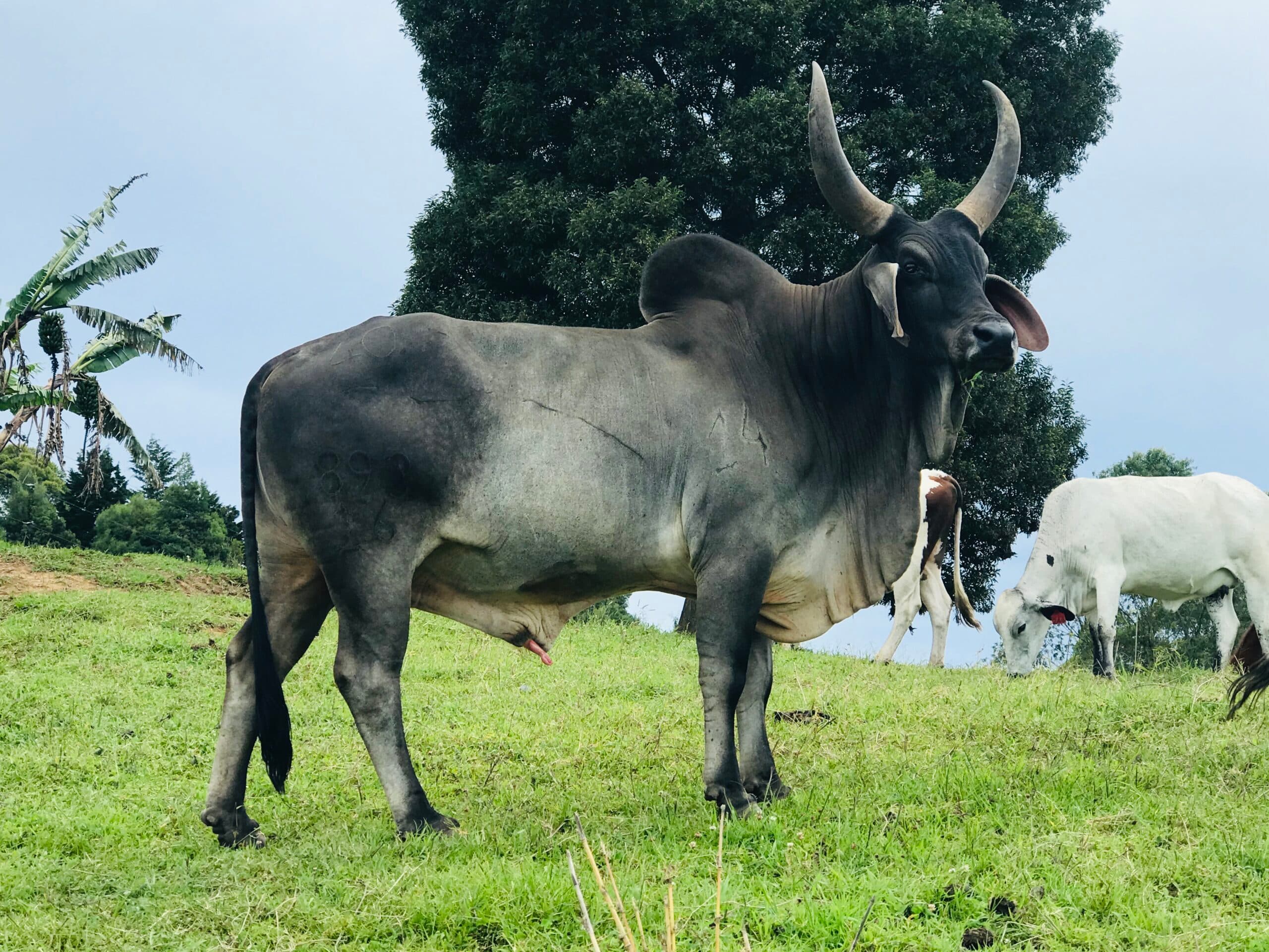 TORAZO GUZERA EN VENTA️ESPECTACULAR TORO GUZERA CON APTITUD LECHERA. OPORTUNIDAD DE NEGOCIO. Toro con inigualables caracteristicas para ser un importante reproductor de la RAZA GUZ