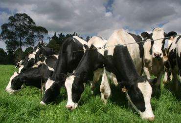 VENTA PERMANENTE DE NOVILLAS HOLSTEIN PREÑADAS EN EL SEGUNDO Y TERCER TERCIO DE GESTACION
