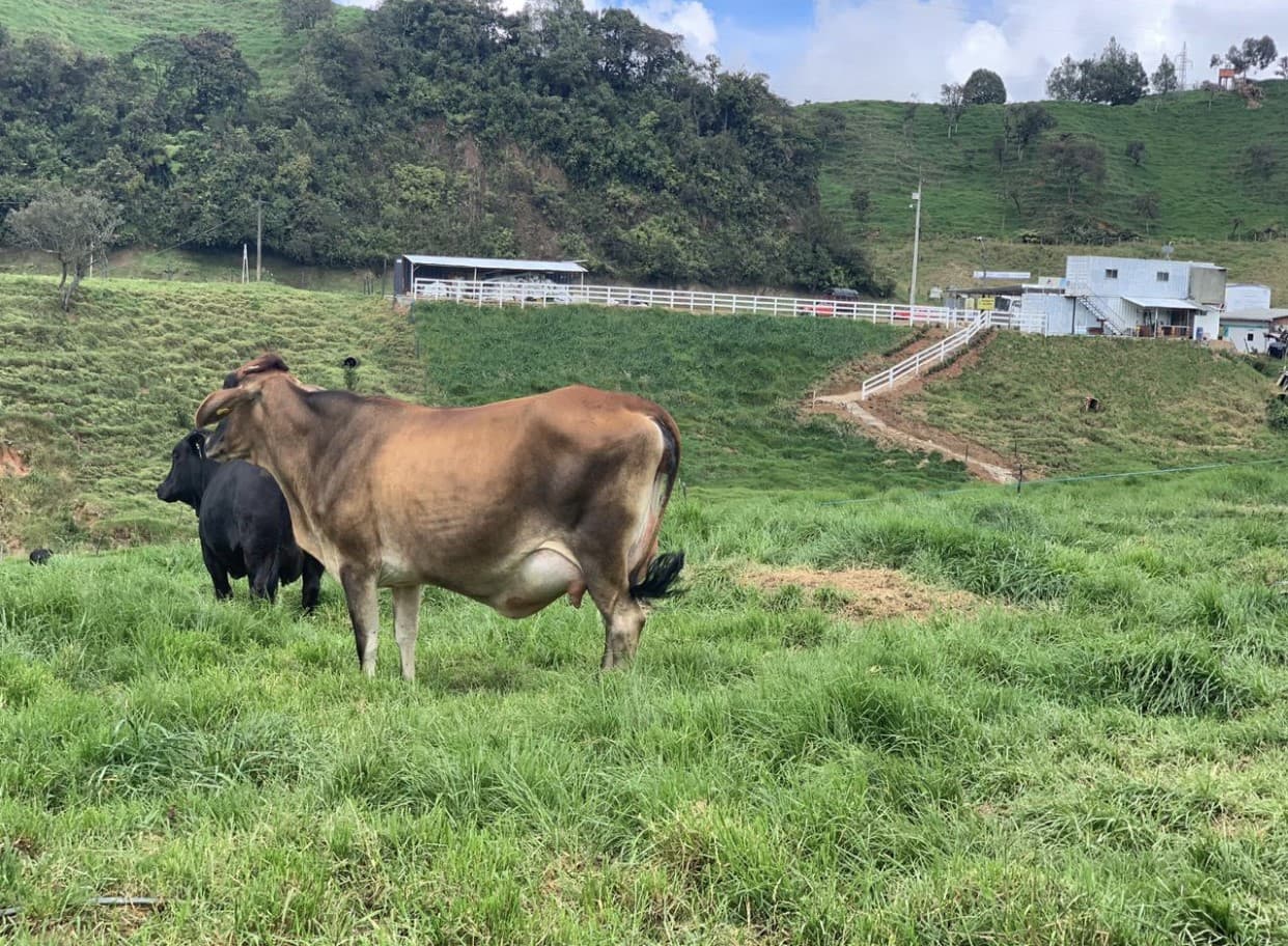 JERSEY X GYR NOVILLAS EN VENTA-HIJAS DE LAS VACAS PUBLICADAS