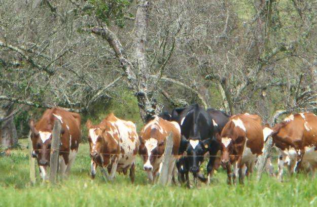 VENTA EXTRAORDINARIAS AYRSHIRE Y HOLSTEIN ROJAS PREÑADAS EN EL SEGUNDO Y TERCER TERCIO DE GESTACION