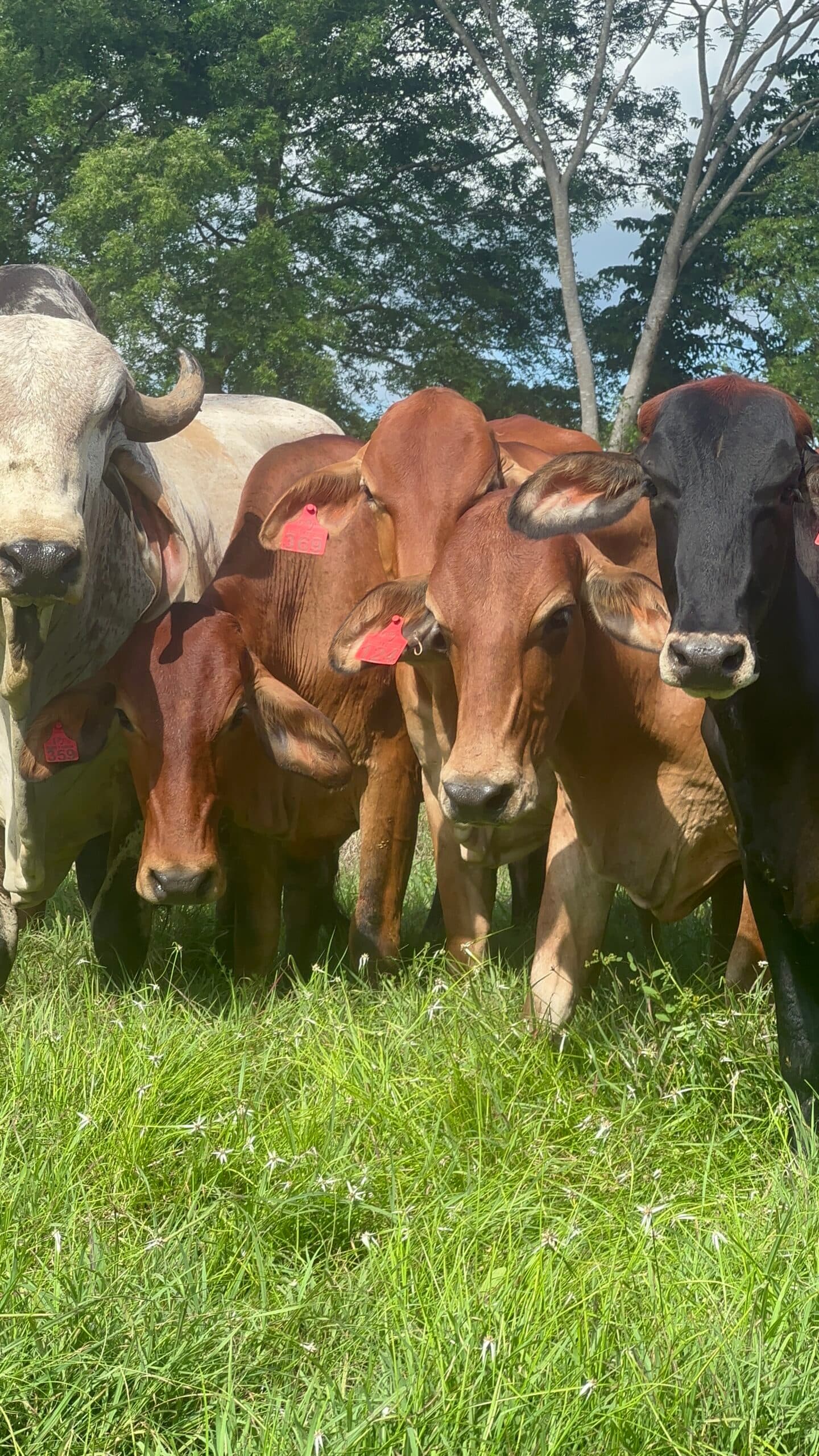 NOVILLAS F1 AYRSHIRE X GYR PREÑADAS DE GYR PURO — 1