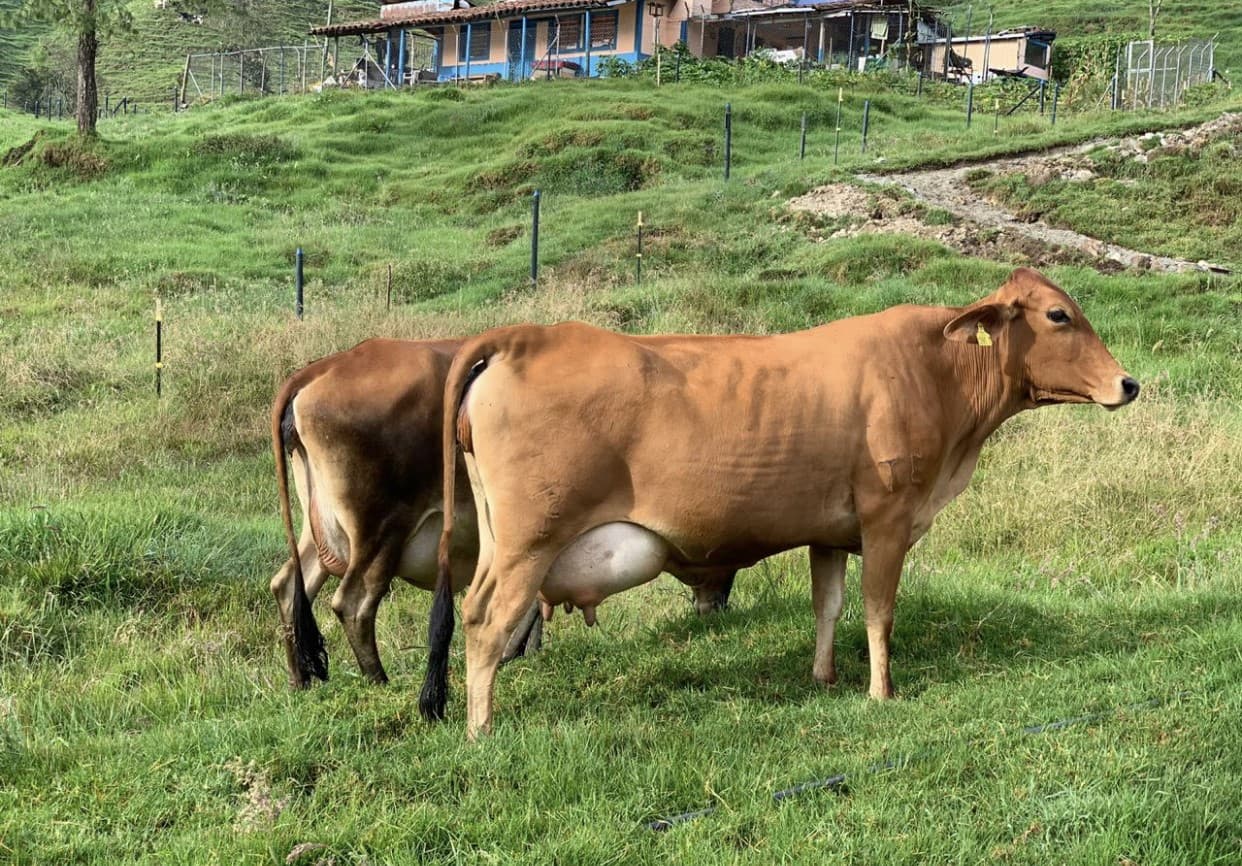 JERSEY X GYR NOVILLAS EN VENTA-HIJAS DE LAS VACAS PUBLICADAS