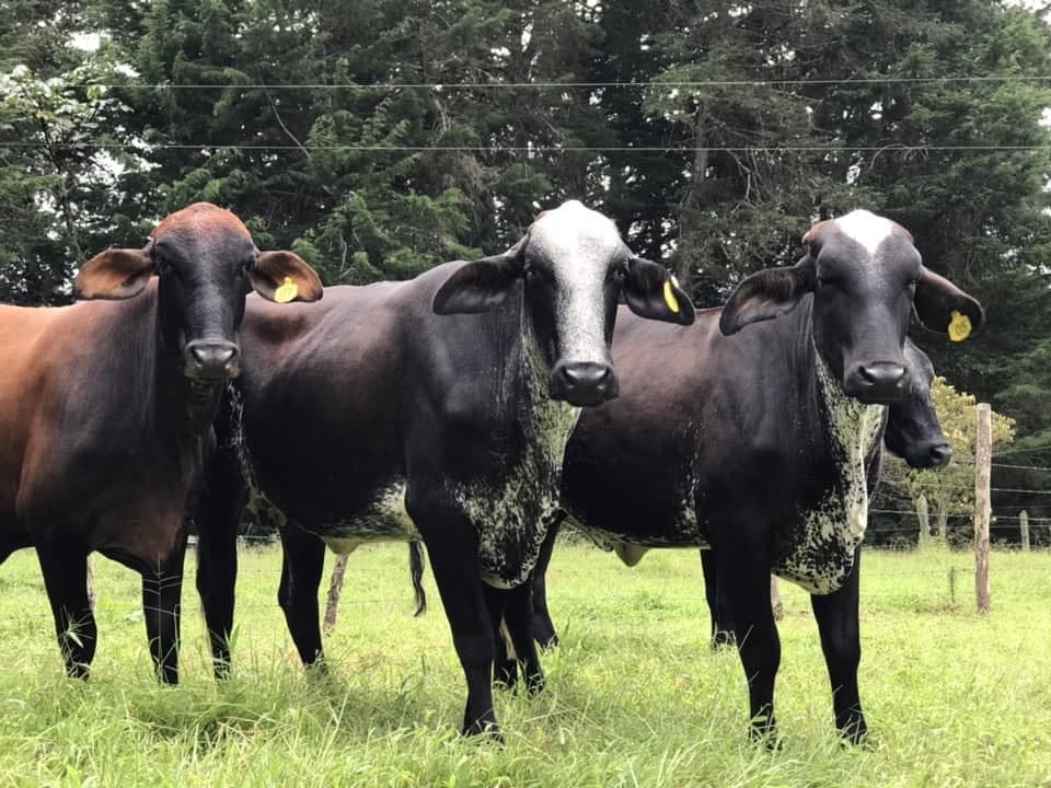GIROLANDAS PREÑADAS DESDE EL PRIMER TERCIO DE LA GESTACION HASTA EL ULTIMO TERCIO DE LA GESTACION, ALTERNATIVA RENTABLE PARA PRODUCIR LECHE EN CUALQUIER PISO TERMICO Y A BAJOS COST