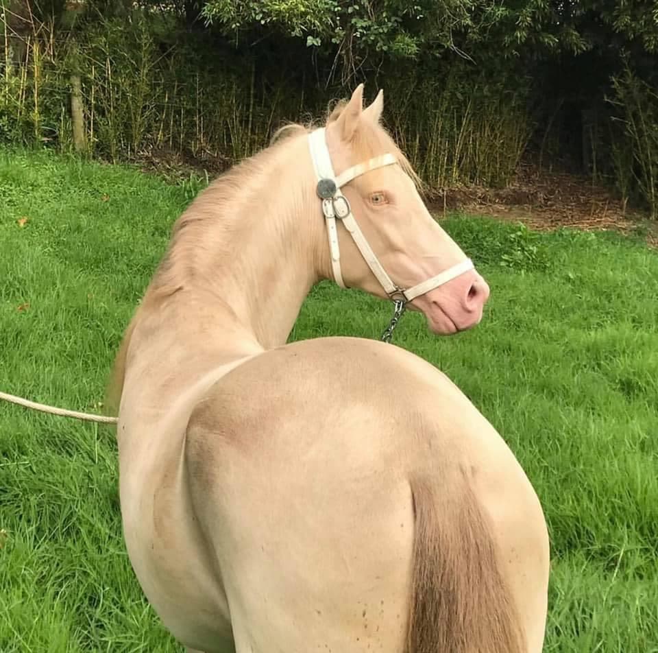 EN VENTA‼️‼️UNICO Y EXCASO POTRO PSL (PURA SANGRE LUSITANO) CAPA PERLINO — 1