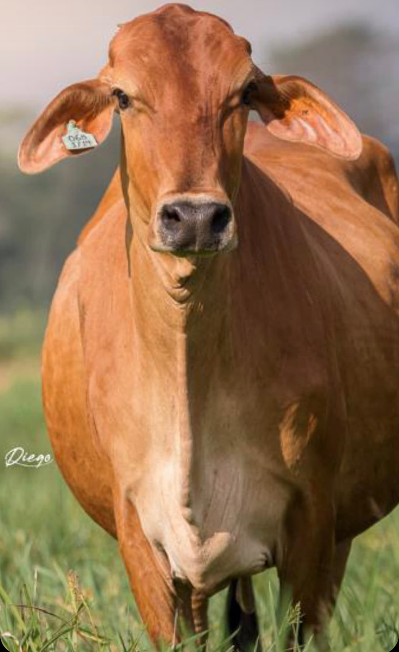 VACAS CONCEBIDAS POR TRANSFERENCIA DE EMBRIONES F1 JERSEY X GYR LECHEROTodas las caracteristicas del Ganado JERSEY Y las Habilidades del Ganado GYR, EXPRESADAS EN ESTAS GYRSEY. ️AD