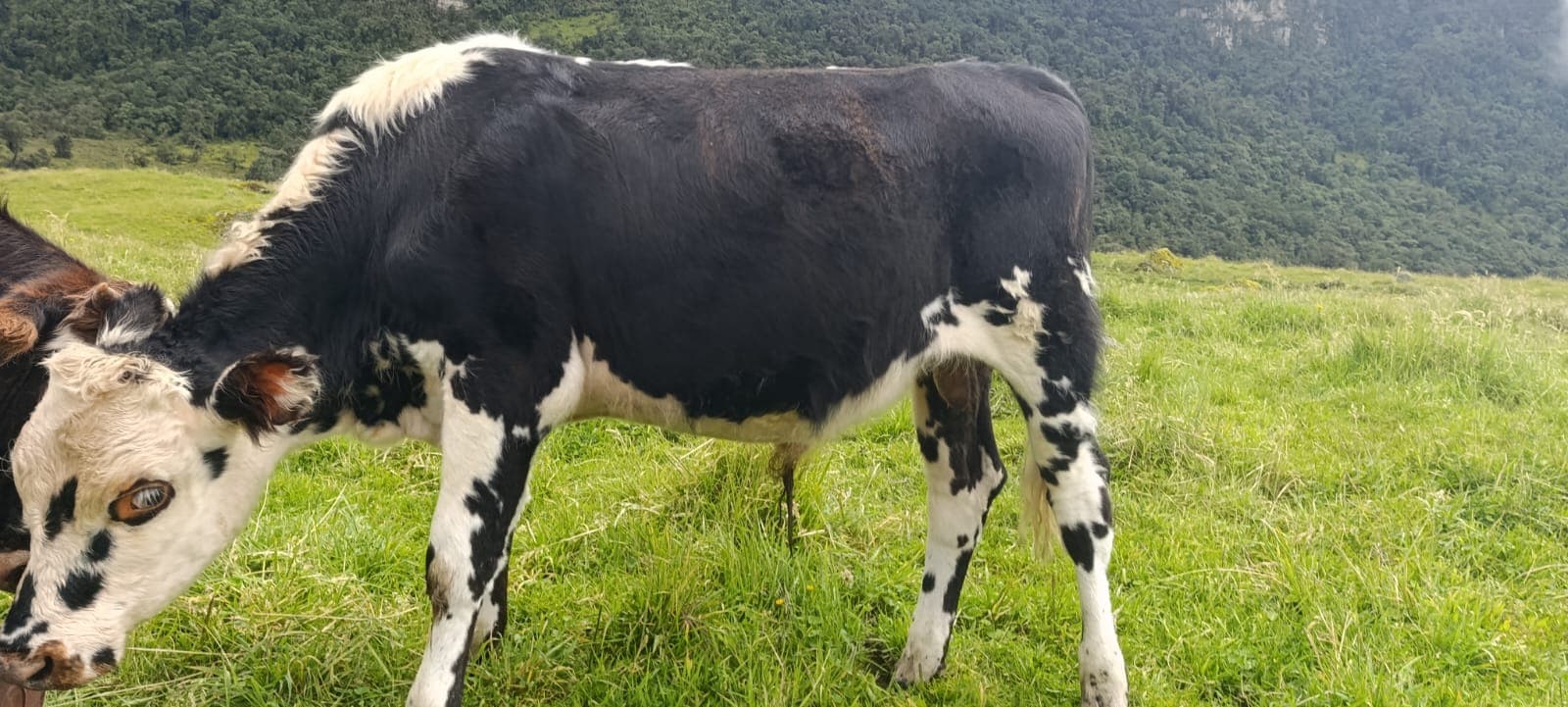 vendo macho normando 16 meses de edad — 1