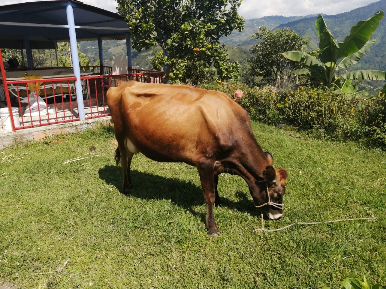 Venta de lote 4 ejemplares — 1