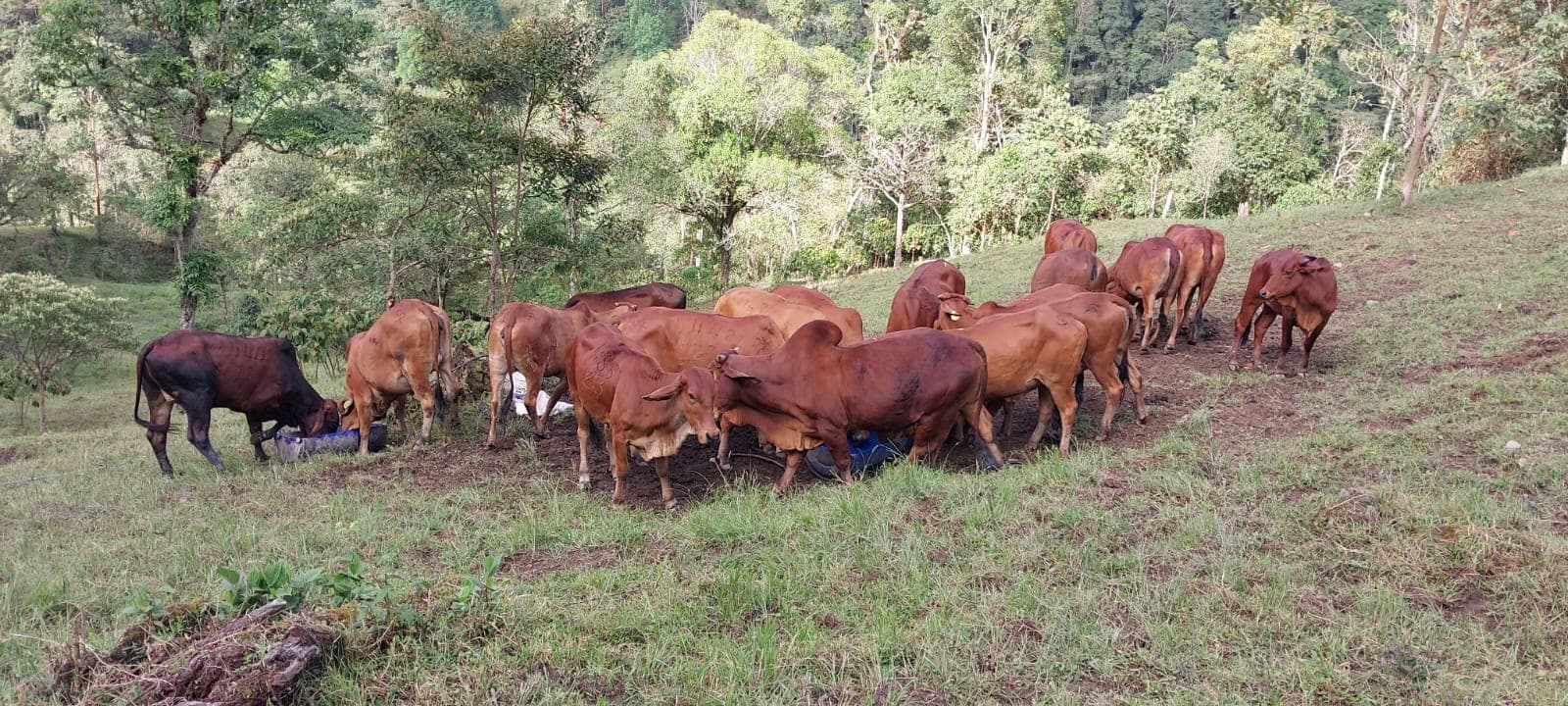 VENDO LOTE DE GANADO BRAHMAN ROJO, 17 VACAS PROXIMAS A PARIR, 1 TORO BRAHMAN ROJO (PADROTE), COMUNICARSE AL Y — 1