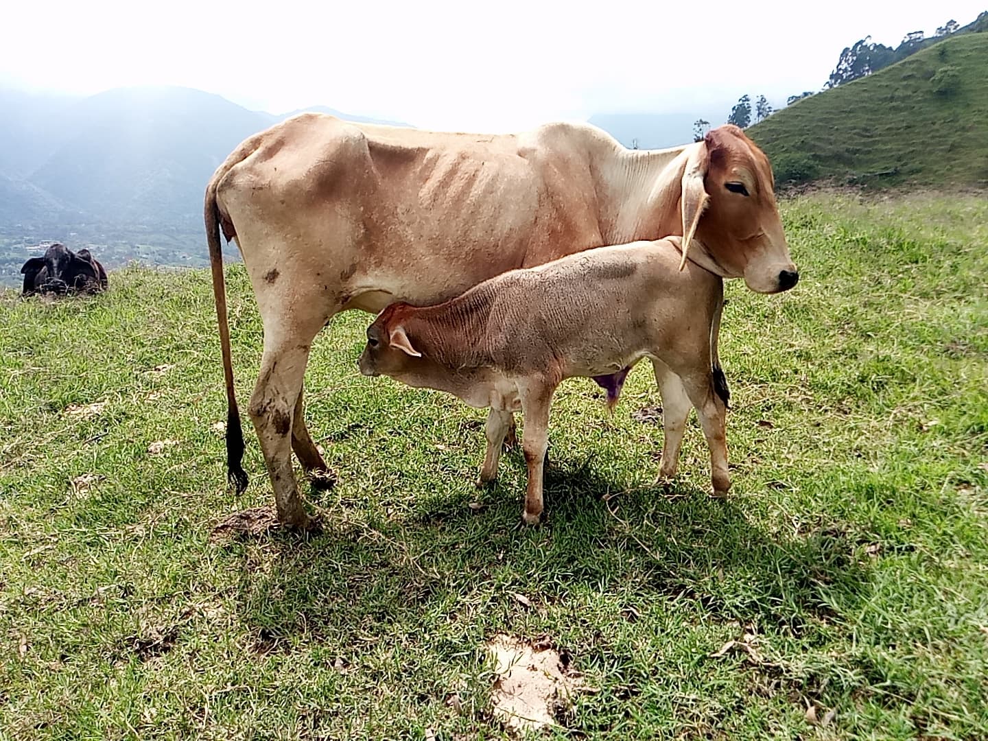VENTA DE VACA – 7 COLORES – CEBU – CON O SIN CRIA (MACHO – HIJO DE TORO SIMMENTAL PURO) — 1