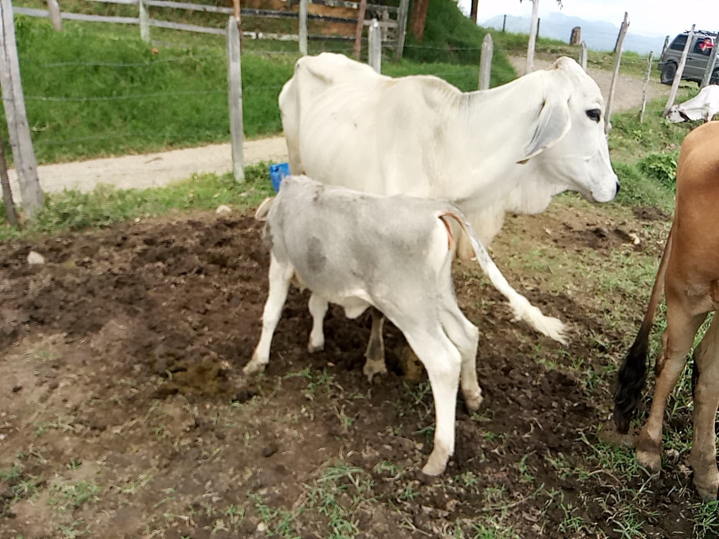 VENTA DE VACA – 7 COLORES – CEBU – — 1