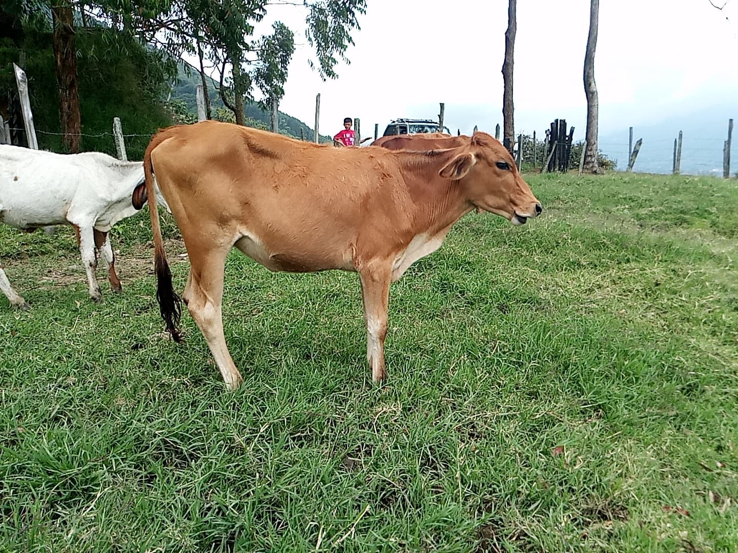 Venta de ternero – Gyr x Jersey – 12 meses – — 1