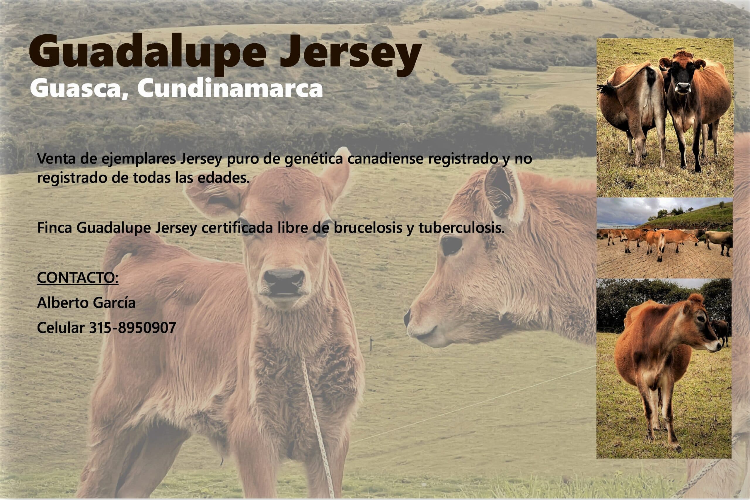 Jersey Puro Canadiense — 1
