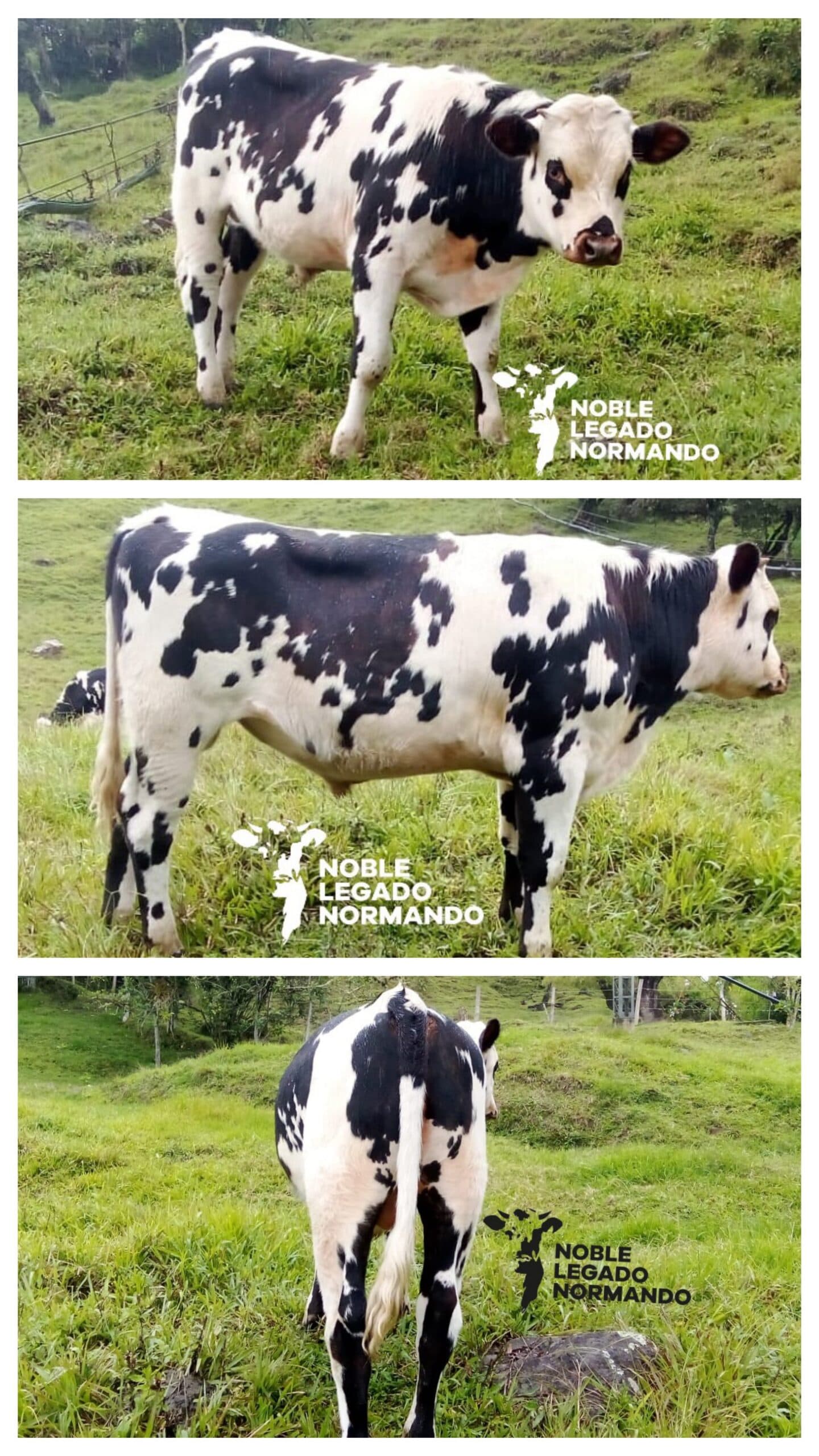 Vendo Ternero Normando — 1