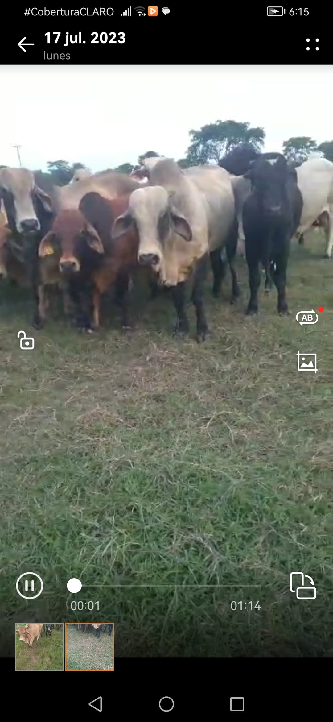 60 machos gordos — 1