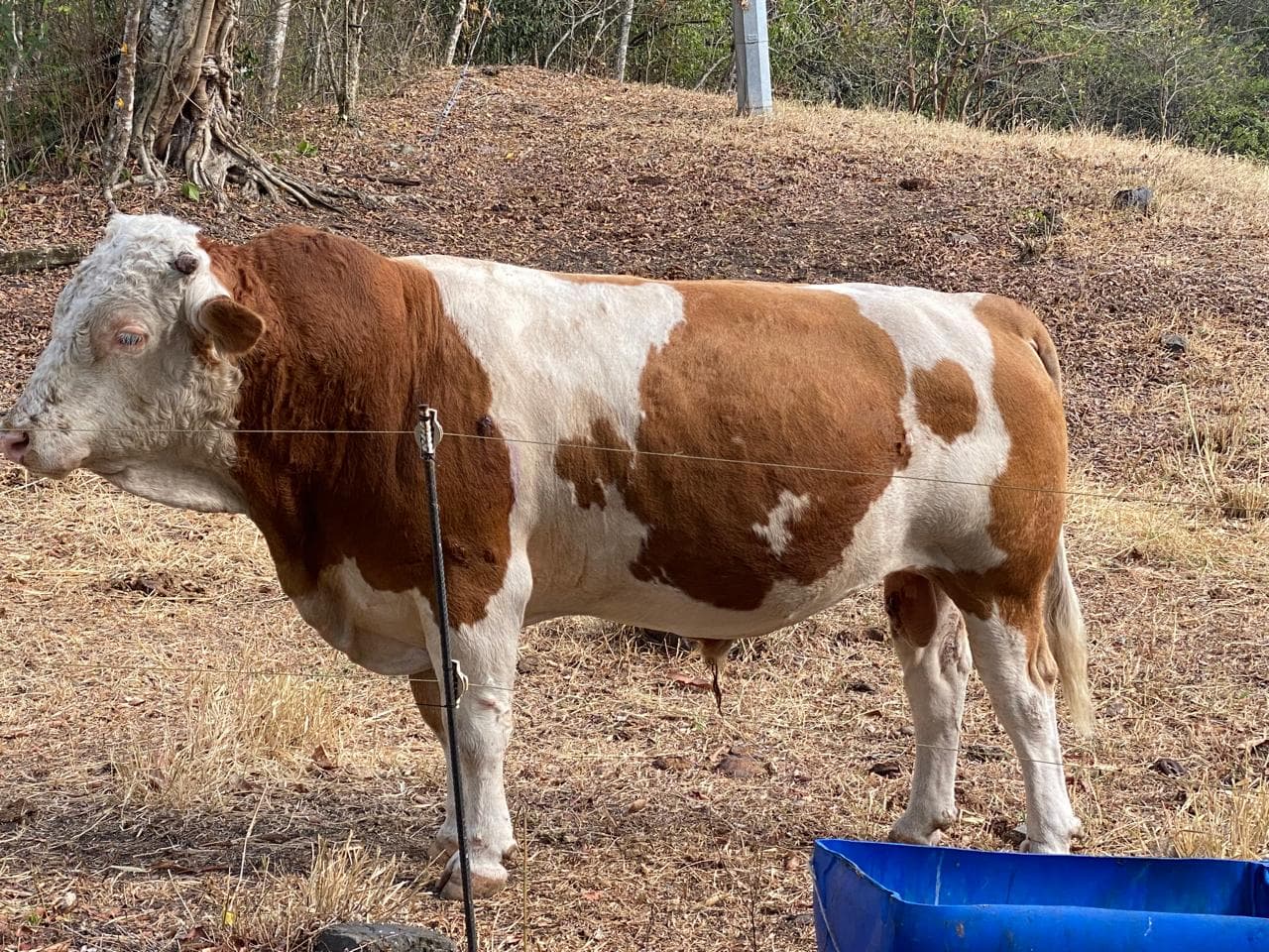 Venta Toro Puro Simmental con registro 4 años — 1