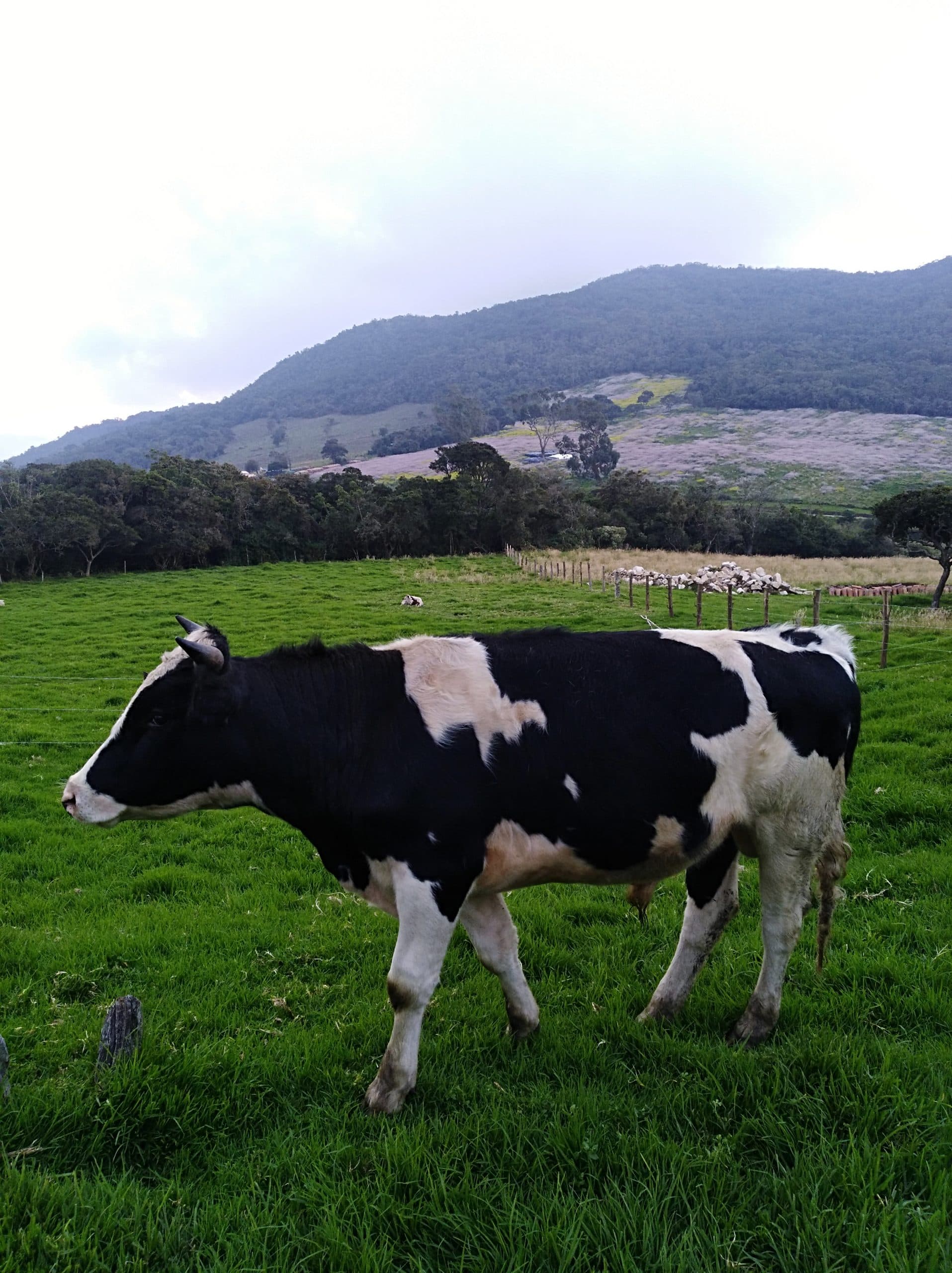 VENDO EXCELENTE TORETE HOLSTEIN PURO — 1