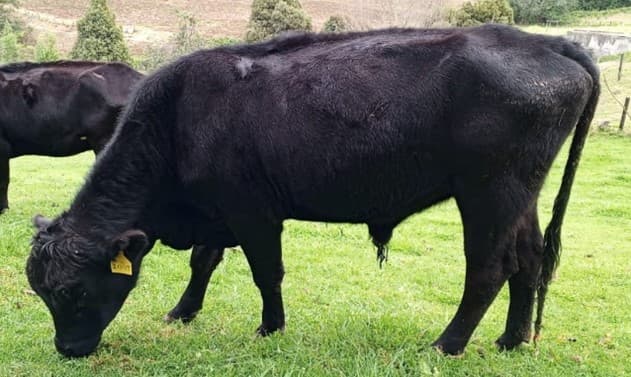 Venta de Ganado Carne- Angus — 1