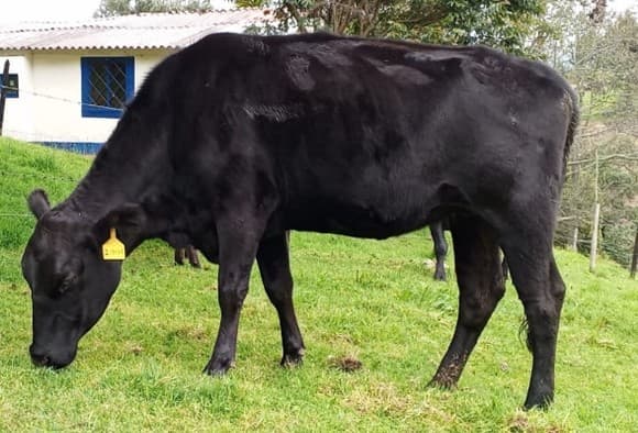 Venta de Ganado Carne- Angus — 1