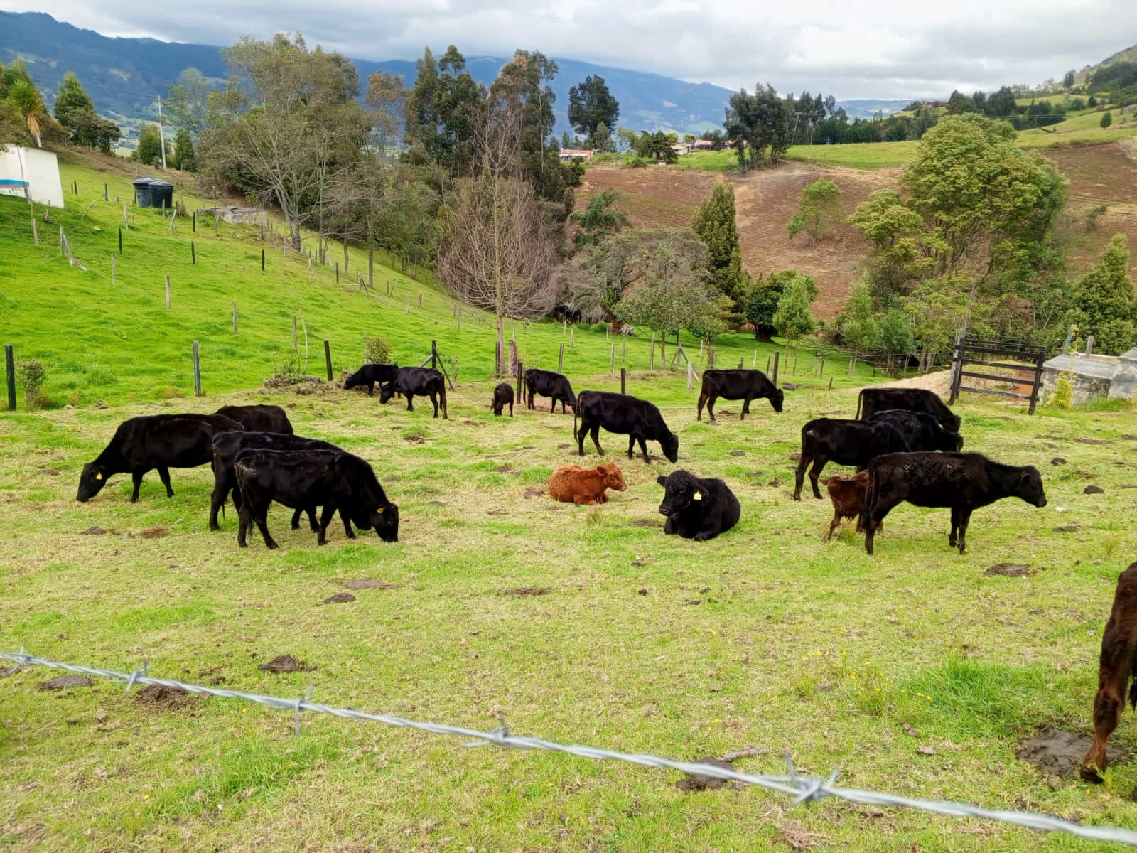 Venta de Ganado Carne- Angus — 1