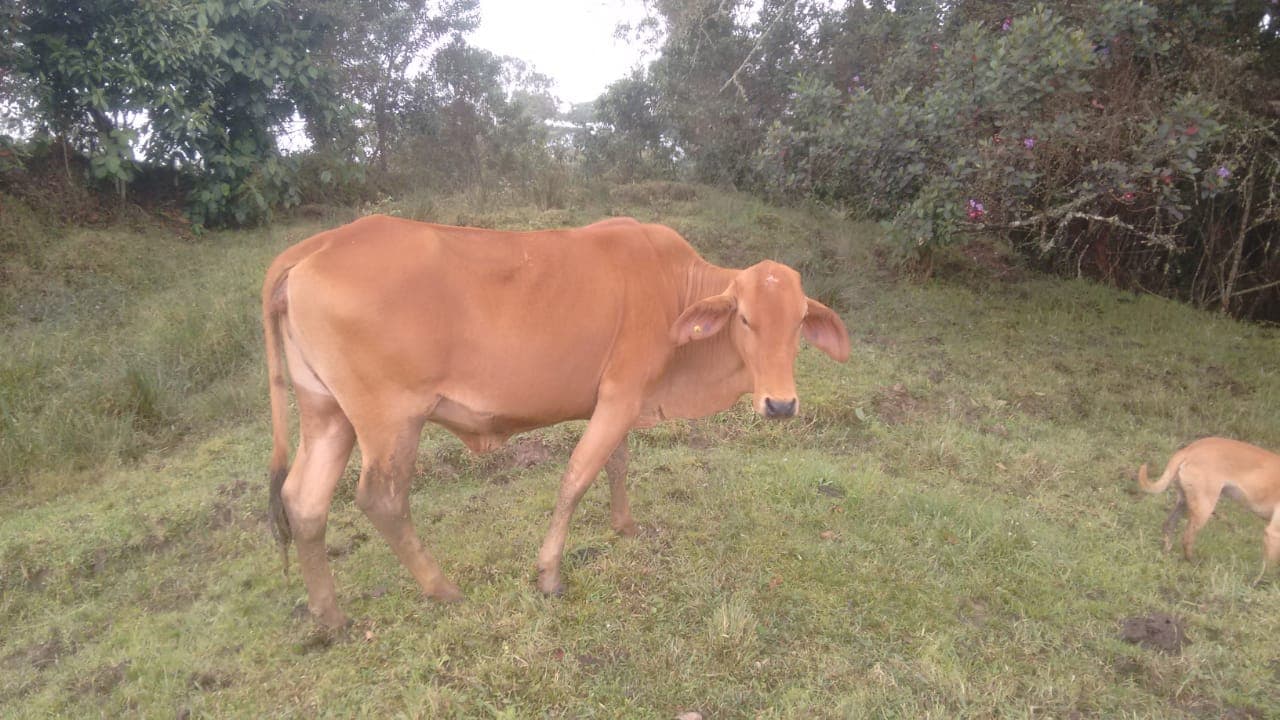 Vendo novilla Brahaman Roja