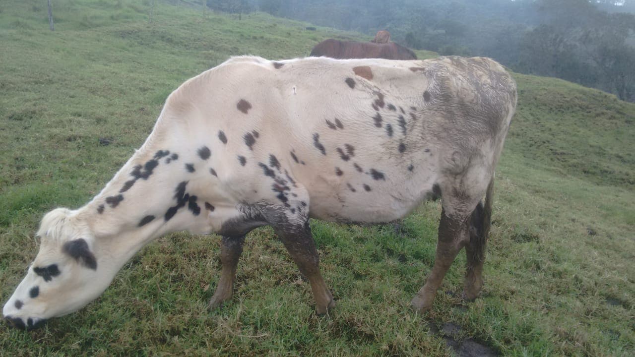 Vaca Normando Cargada