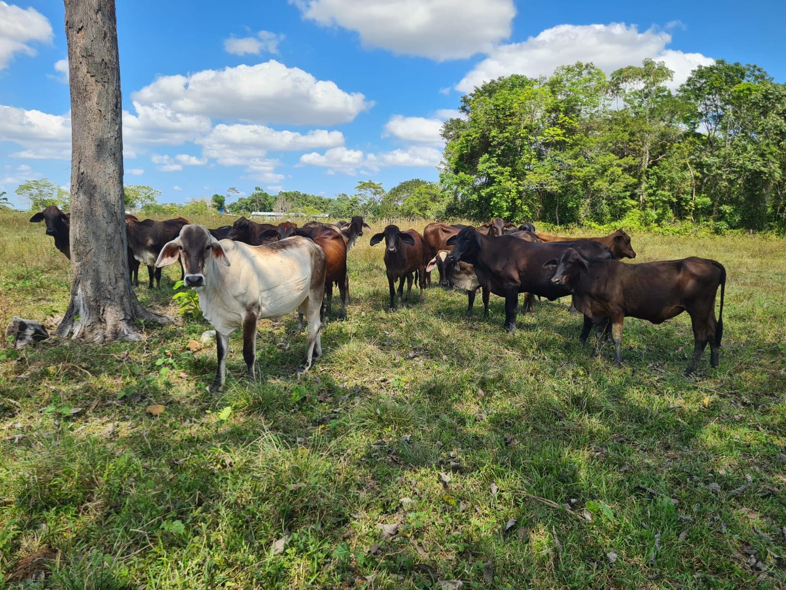 venta lote de 20 hembras gyrolandas — 1