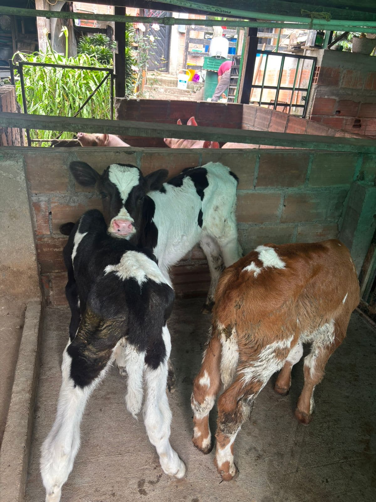 Vendo 3 terneros — 1