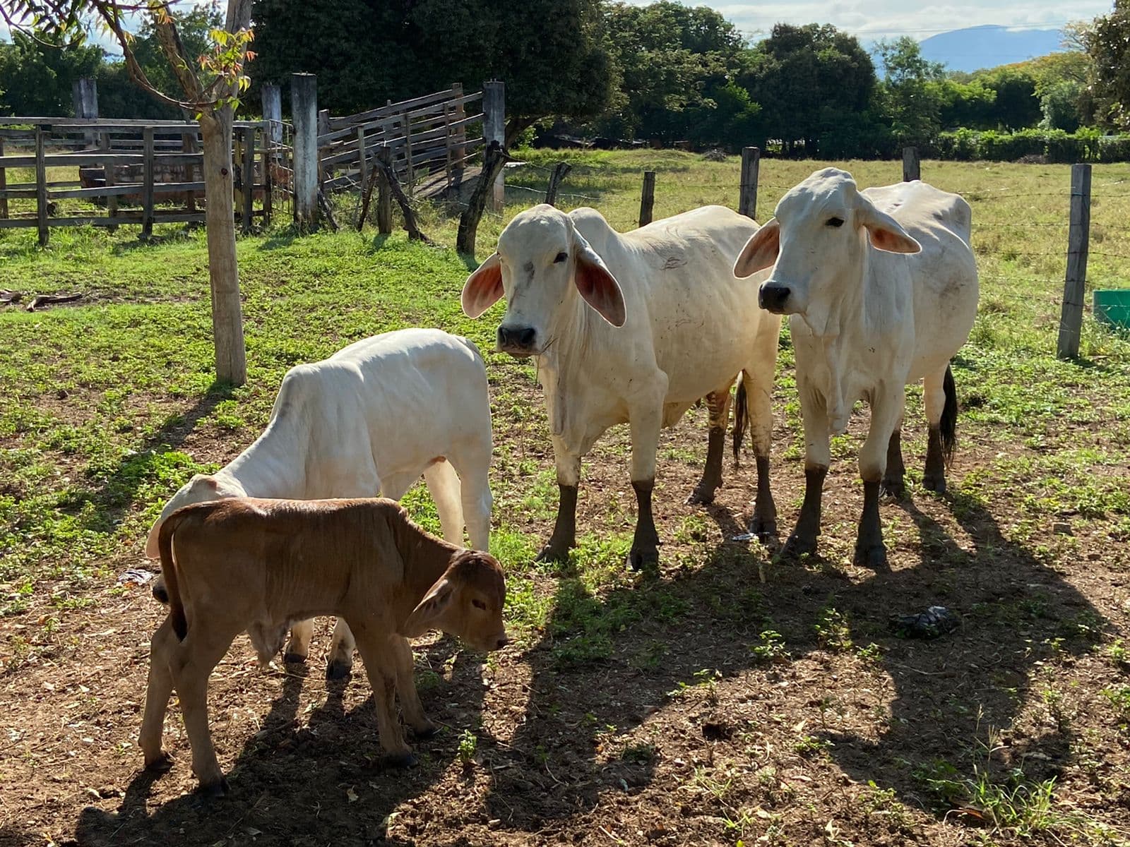 VENTA DE LOTE VACAS BRAHMAN — 1