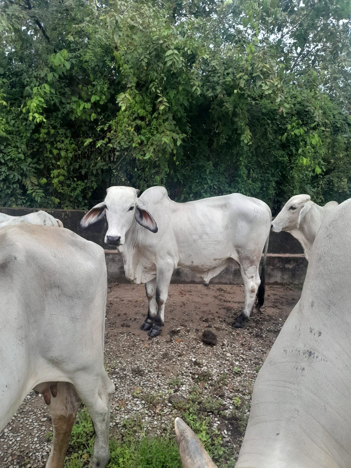 Hermoso toro brahman ya servidor