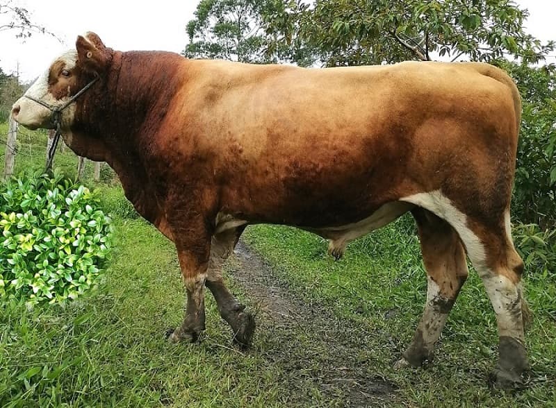 Toro Simmental Puro — 1