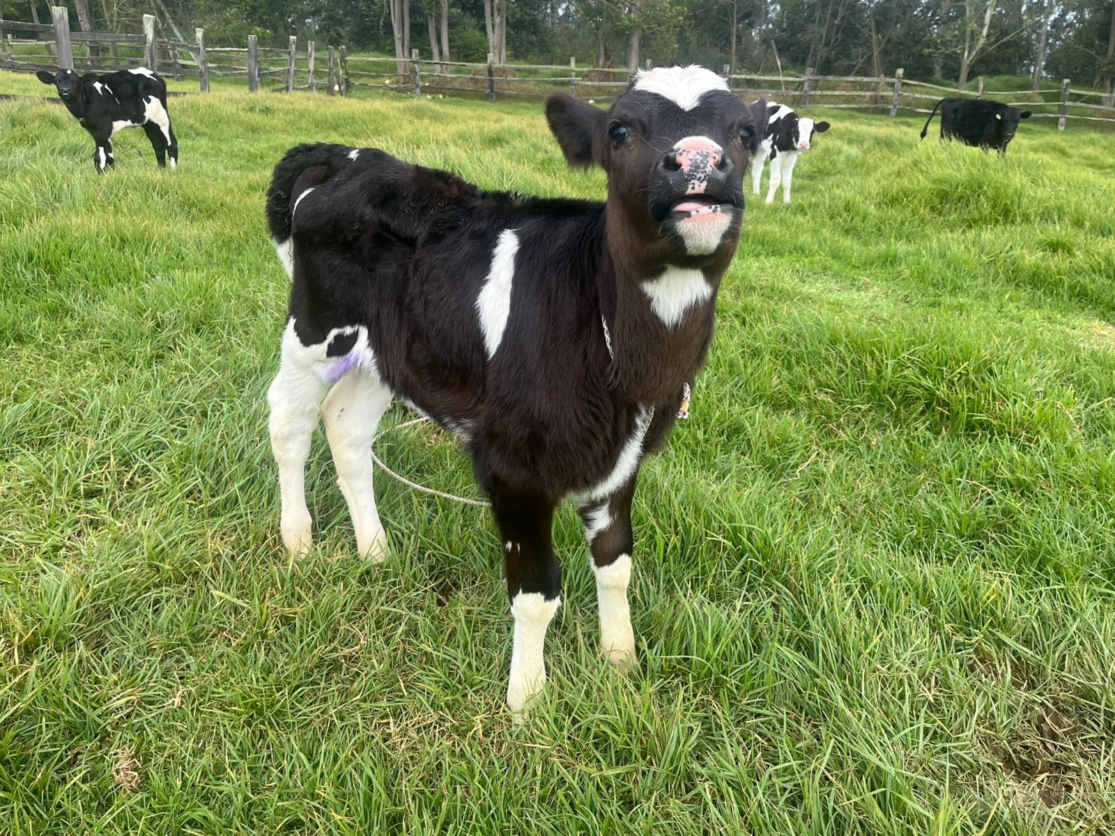 venta de terneritas de leche Holstein, entre 1 y 5 meses $700.000 a 1’350.000 — 1