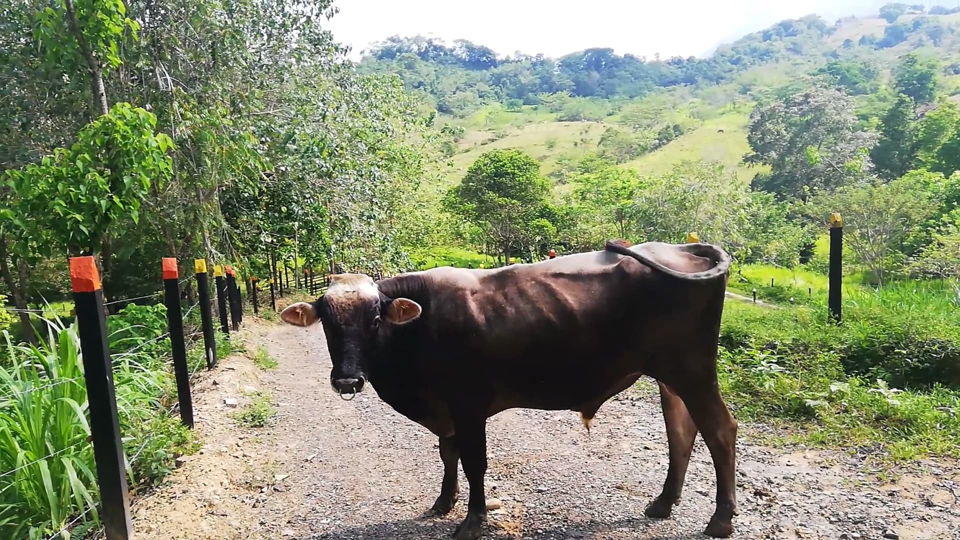 Se vende Toro Pardo